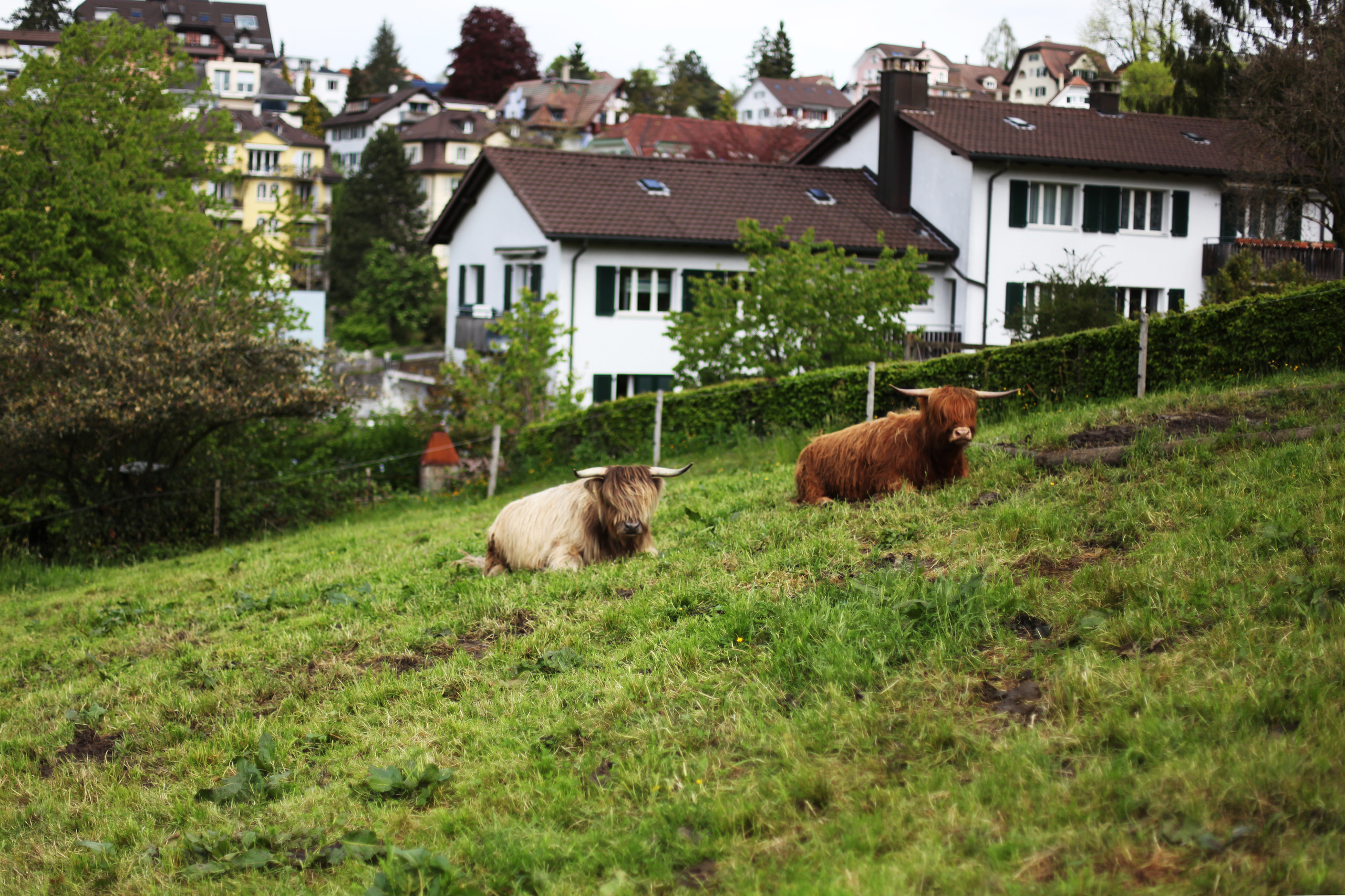 Швейцария / 2012. Репортажный и портретный фотограф Русакова Жанна