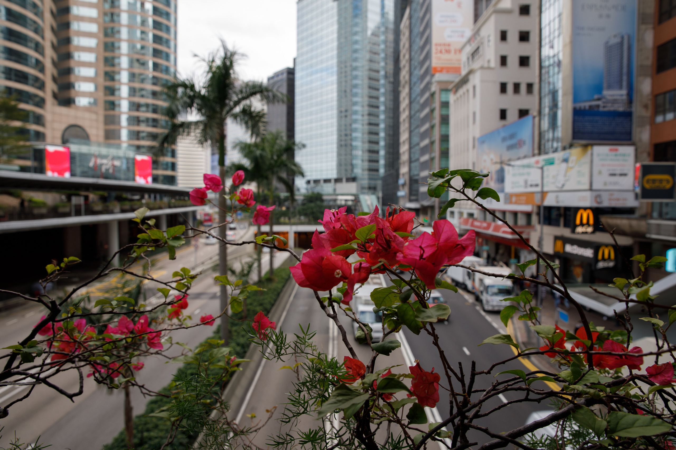 Гон Конг. Зеленый город. Репортажный и портретный фотограф Русакова Жанна