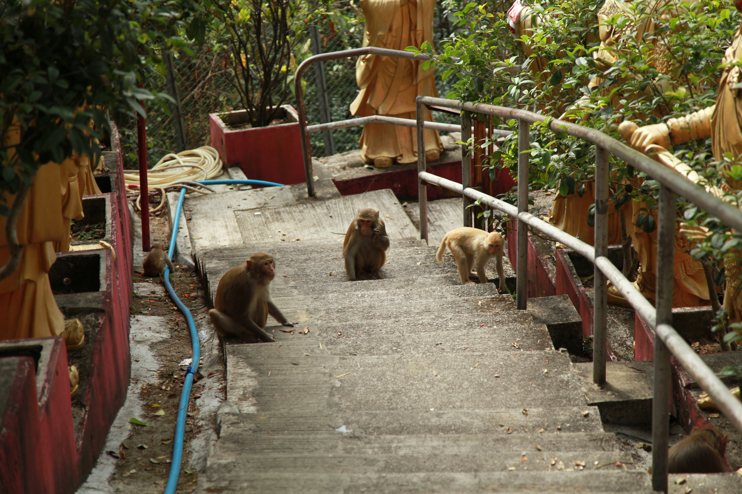 Гон Конг. Обезьянки / 2017. Репортажный и портретный фотограф Русакова Жанна
