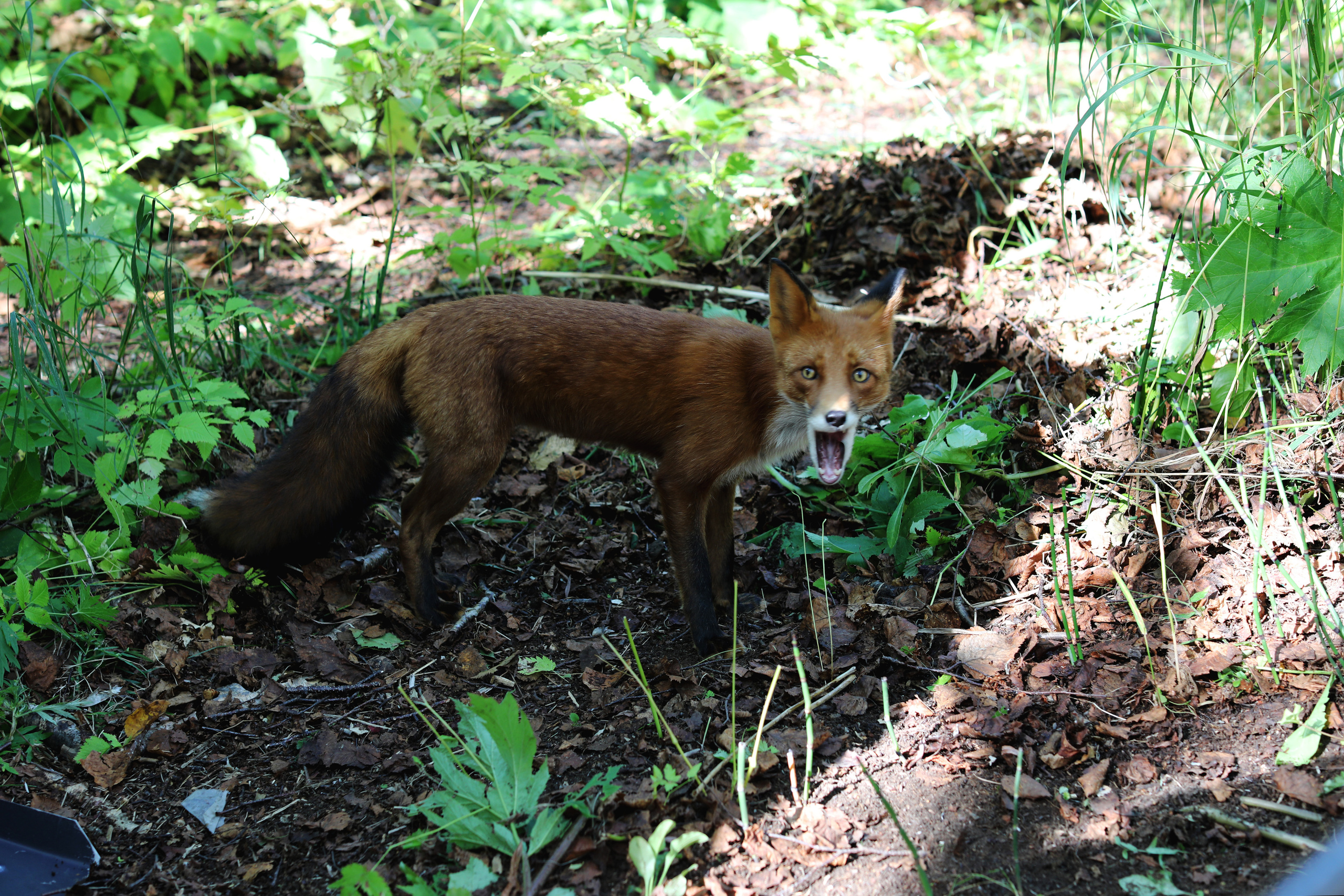 Камчатка. Халактырский пляж. Петропавловск-Камчатский. Репортажный и портретный фотограф Русакова Жанна