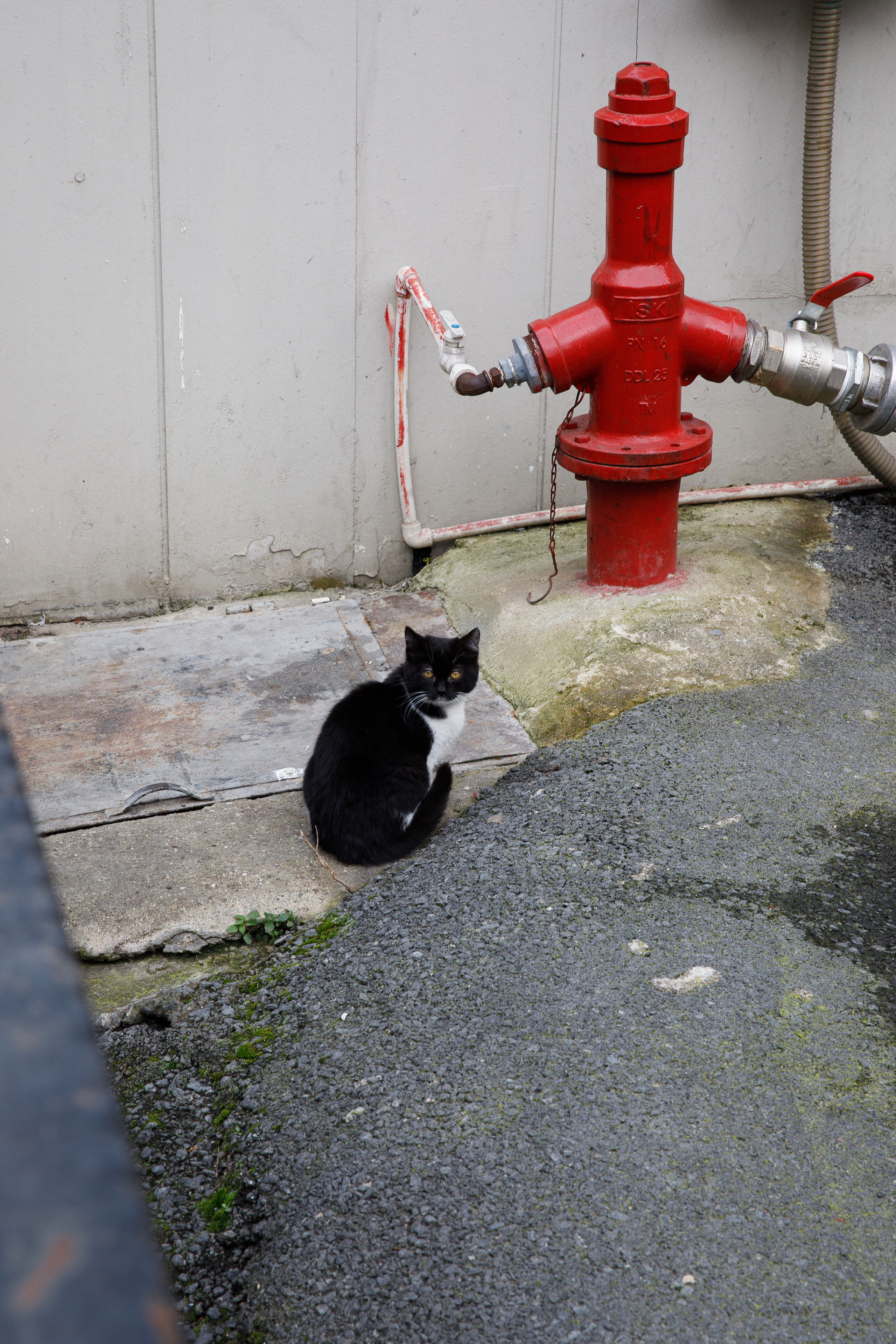 Стамбул. Город кошек. Репортажный и портретный фотограф Русакова Жанна