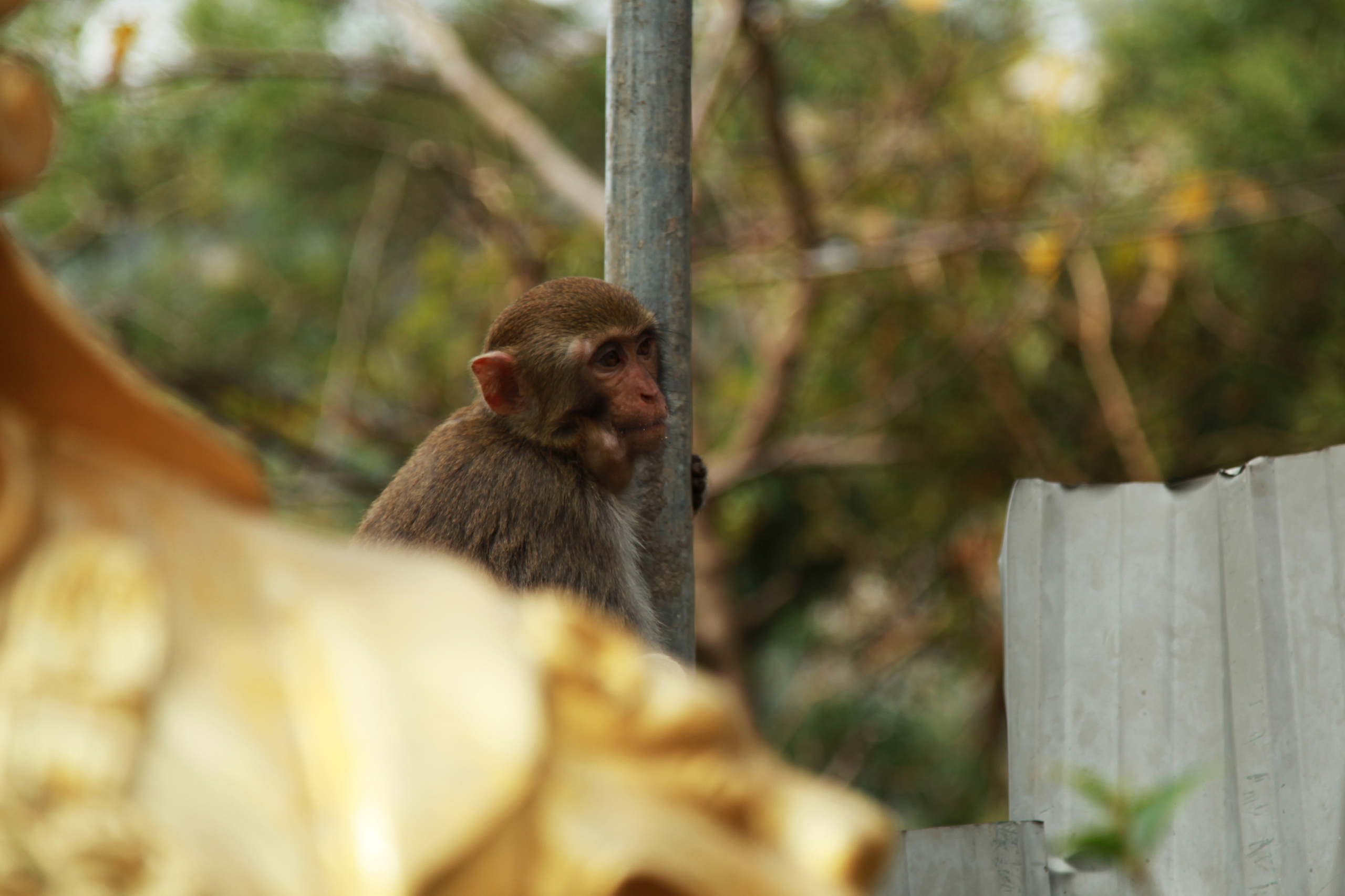 Гон Конг. Обезьянки / 2017. Репортажный и портретный фотограф Русакова Жанна
