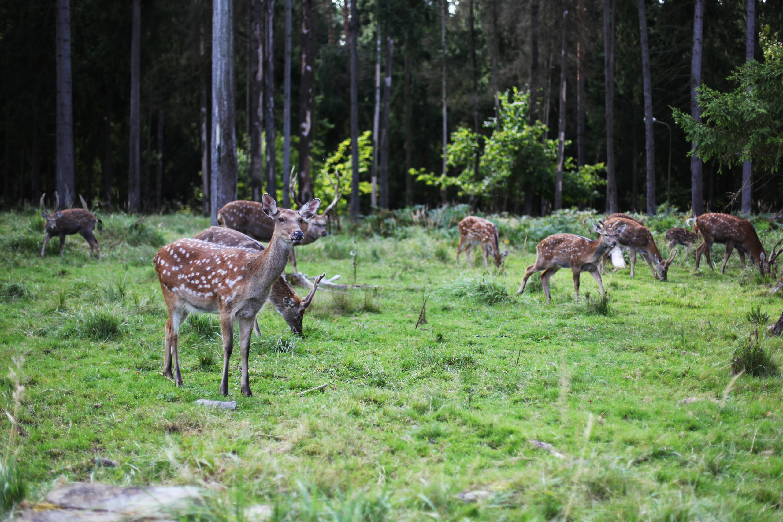 Бемби / 2020. Репортажный и портретный фотограф Русакова Жанна