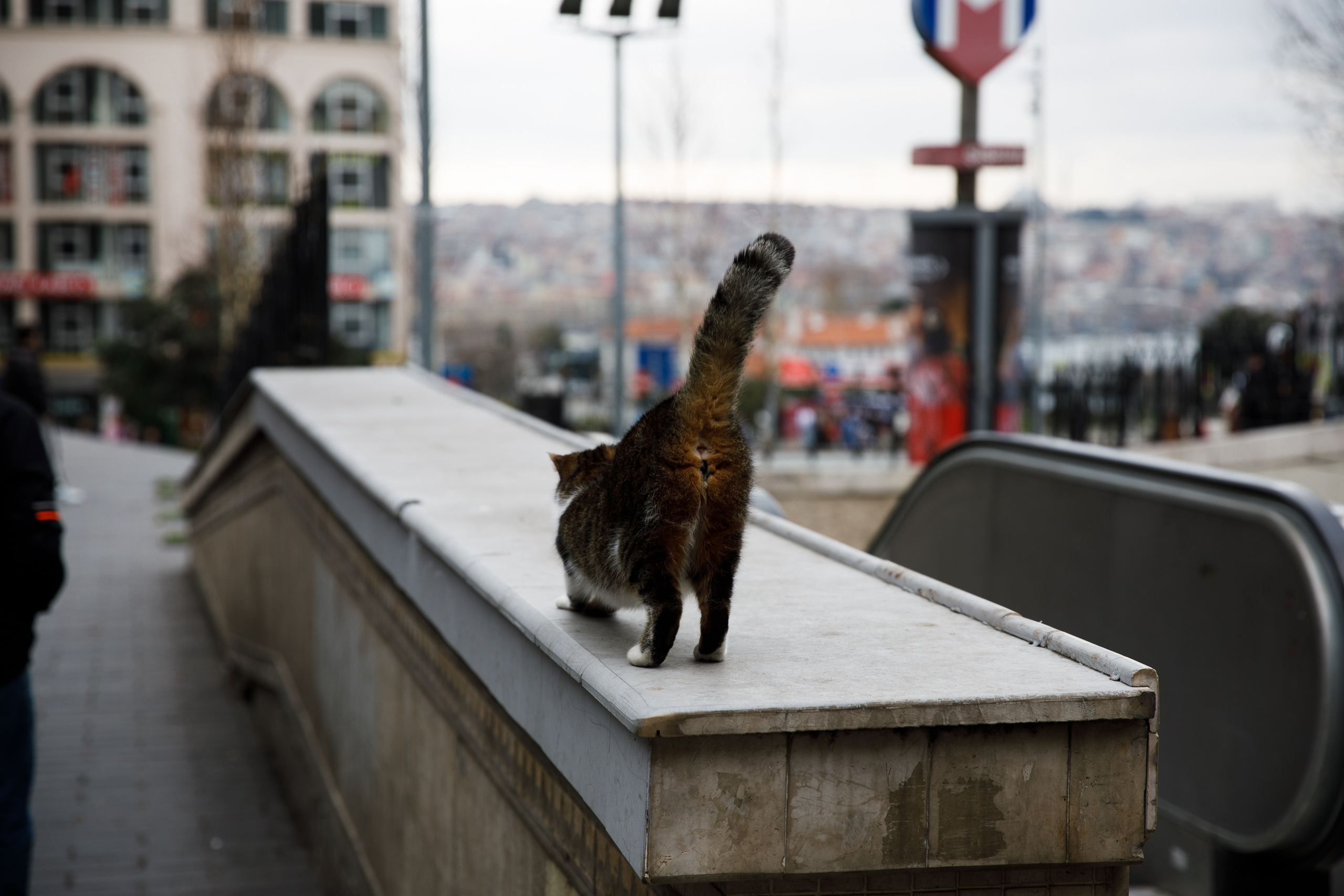 Стамбул. Город кошек. Репортажный и портретный фотограф Русакова Жанна