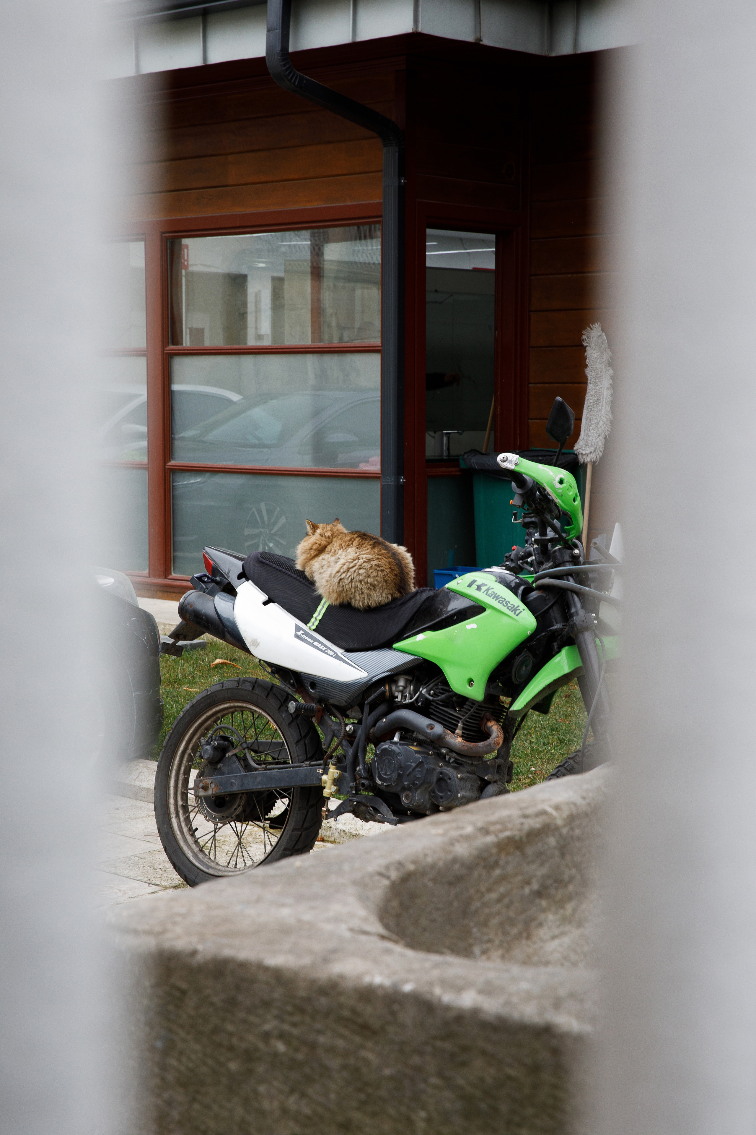 Стамбул. Город кошек. Репортажный и портретный фотограф Русакова Жанна