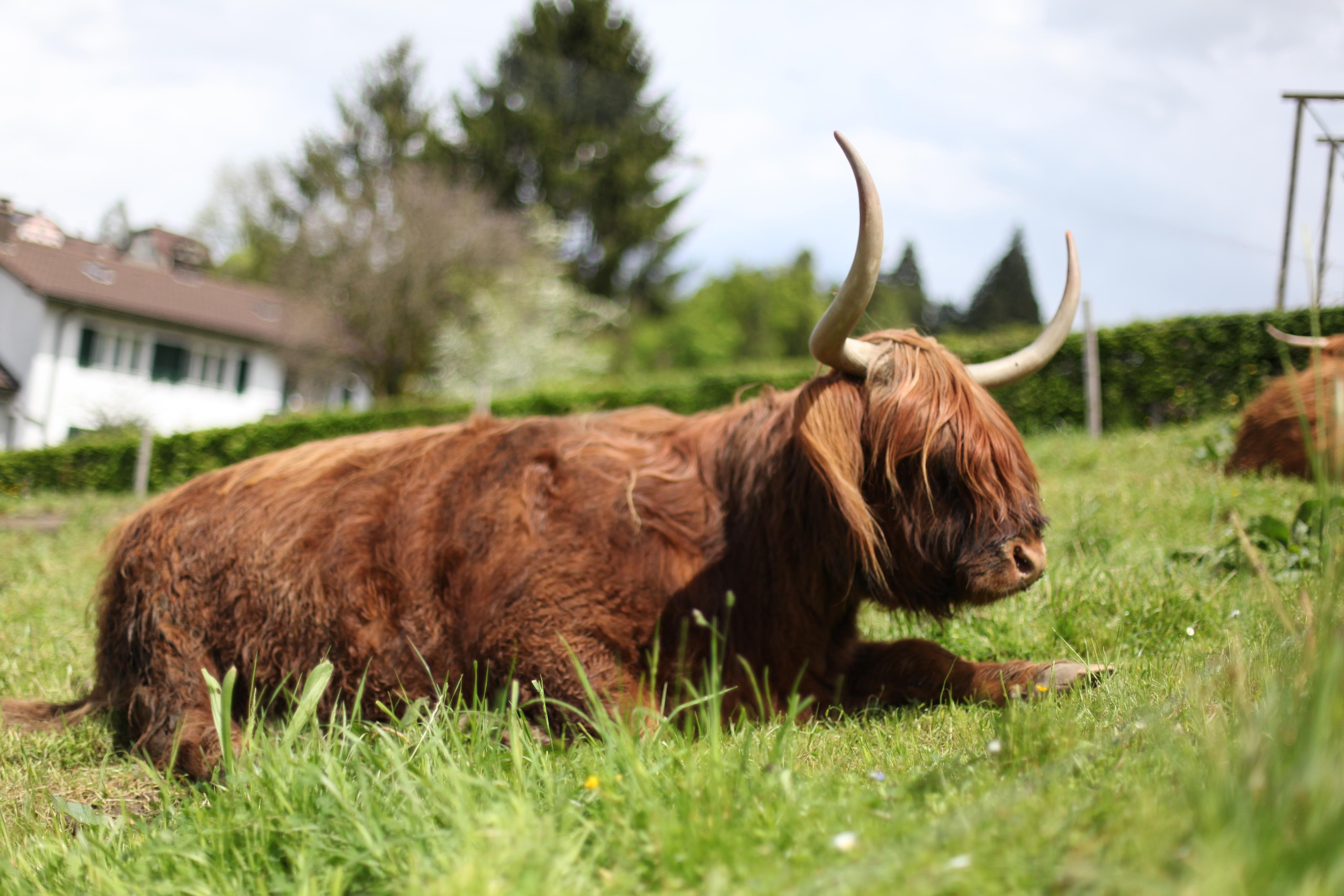 Швейцария / 2012. Репортажный и портретный фотограф Русакова Жанна