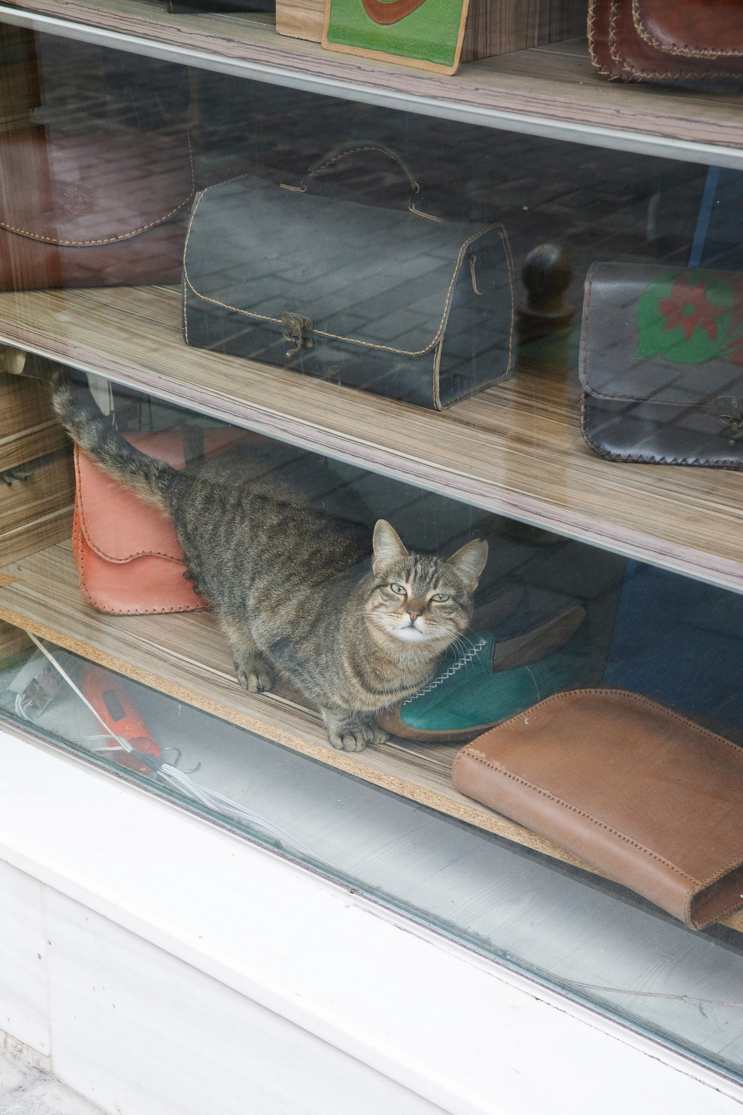 Стамбул. Город кошек. Репортажный и портретный фотограф Русакова Жанна