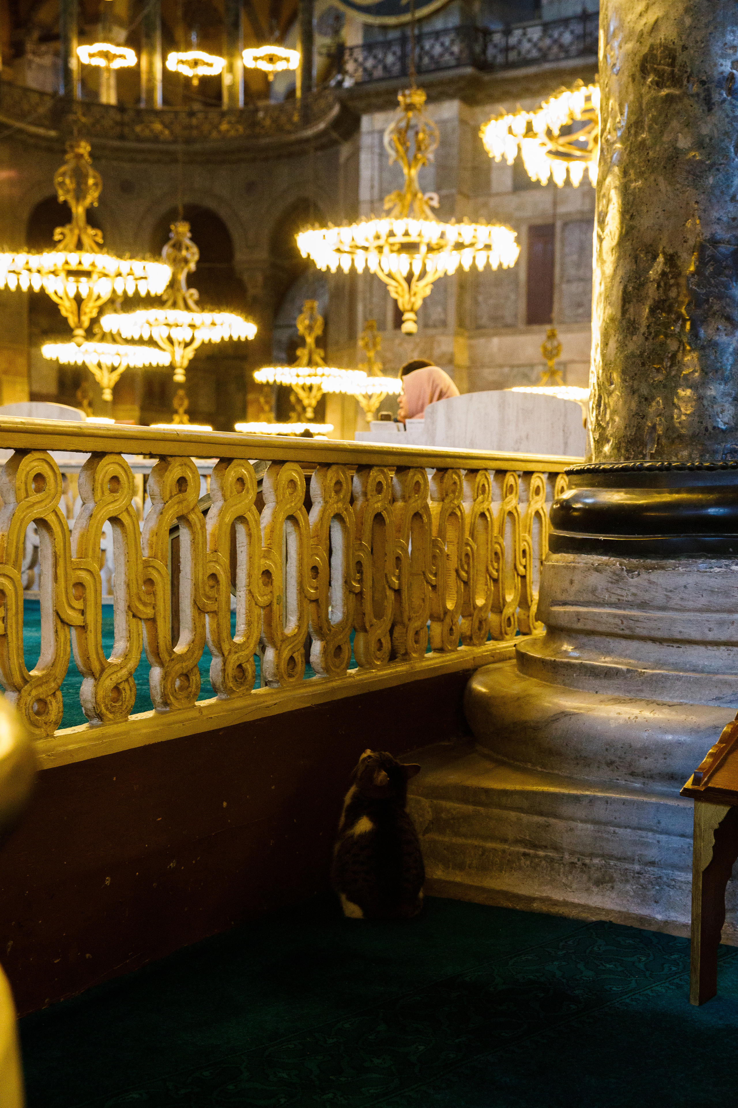 Стамбул. Город кошек. Репортажный и портретный фотограф Русакова Жанна