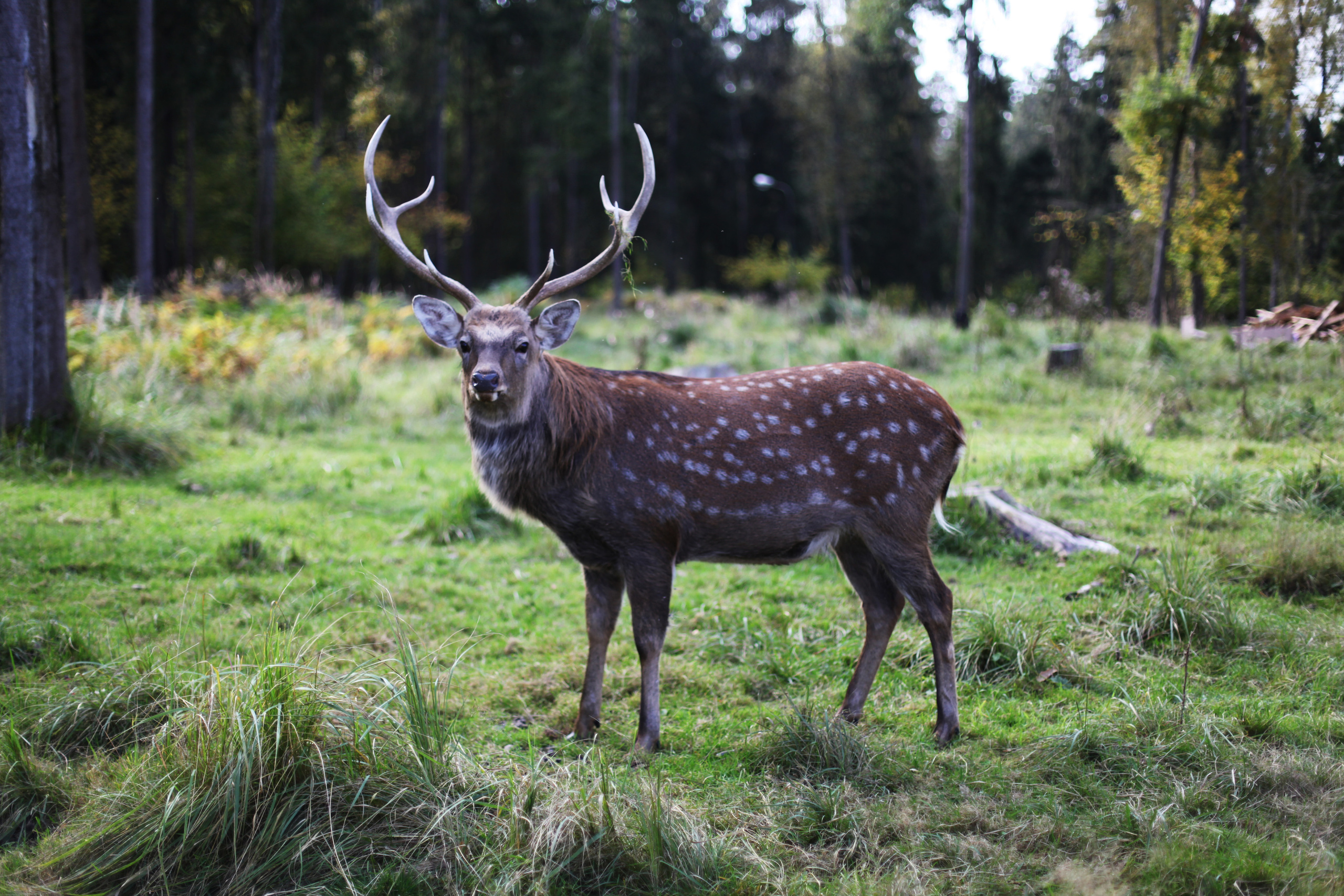 Бемби / 2020. Репортажный и портретный фотограф Русакова Жанна