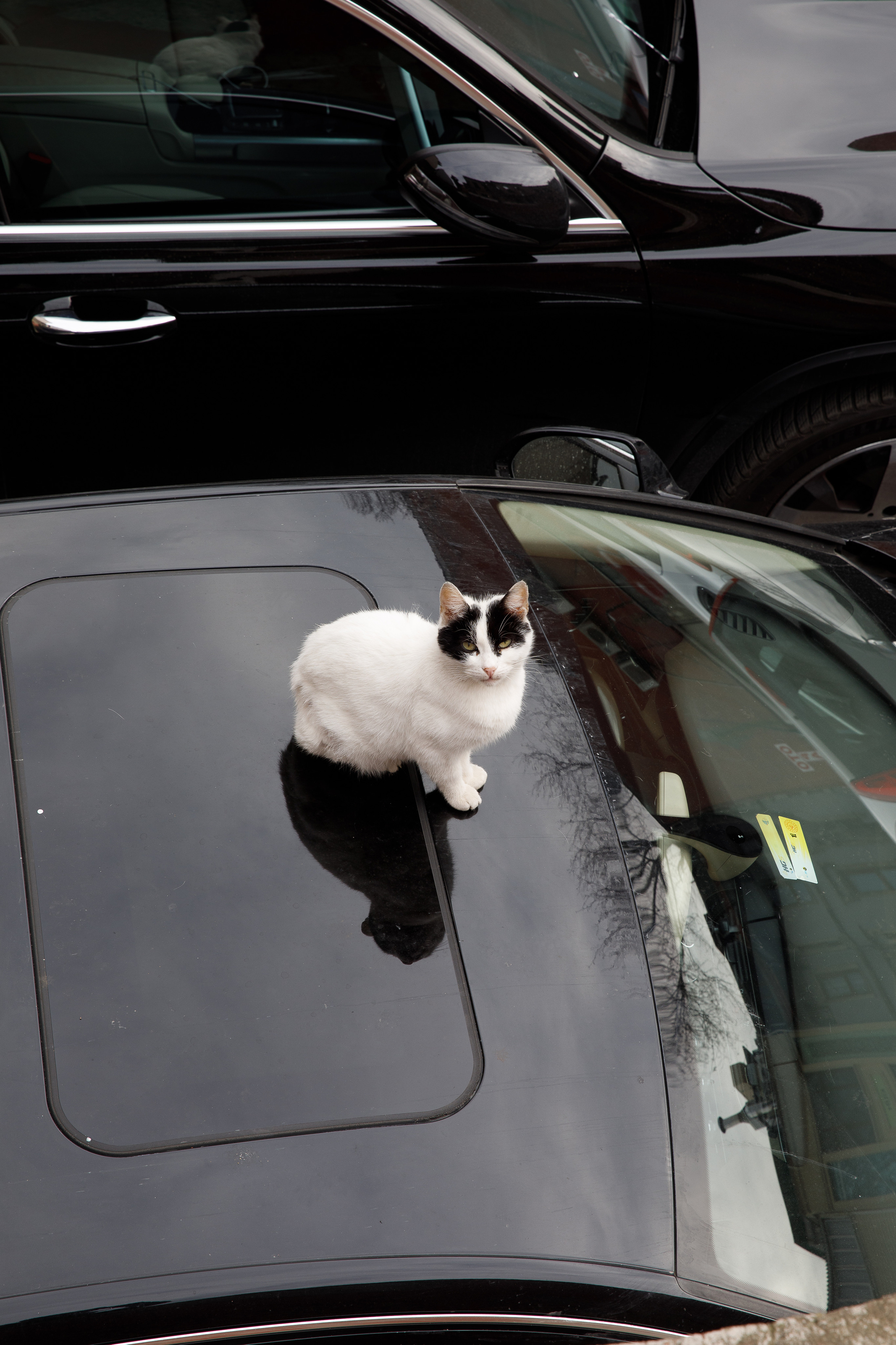 Стамбул. Город кошек. Репортажный и портретный фотограф Русакова Жанна