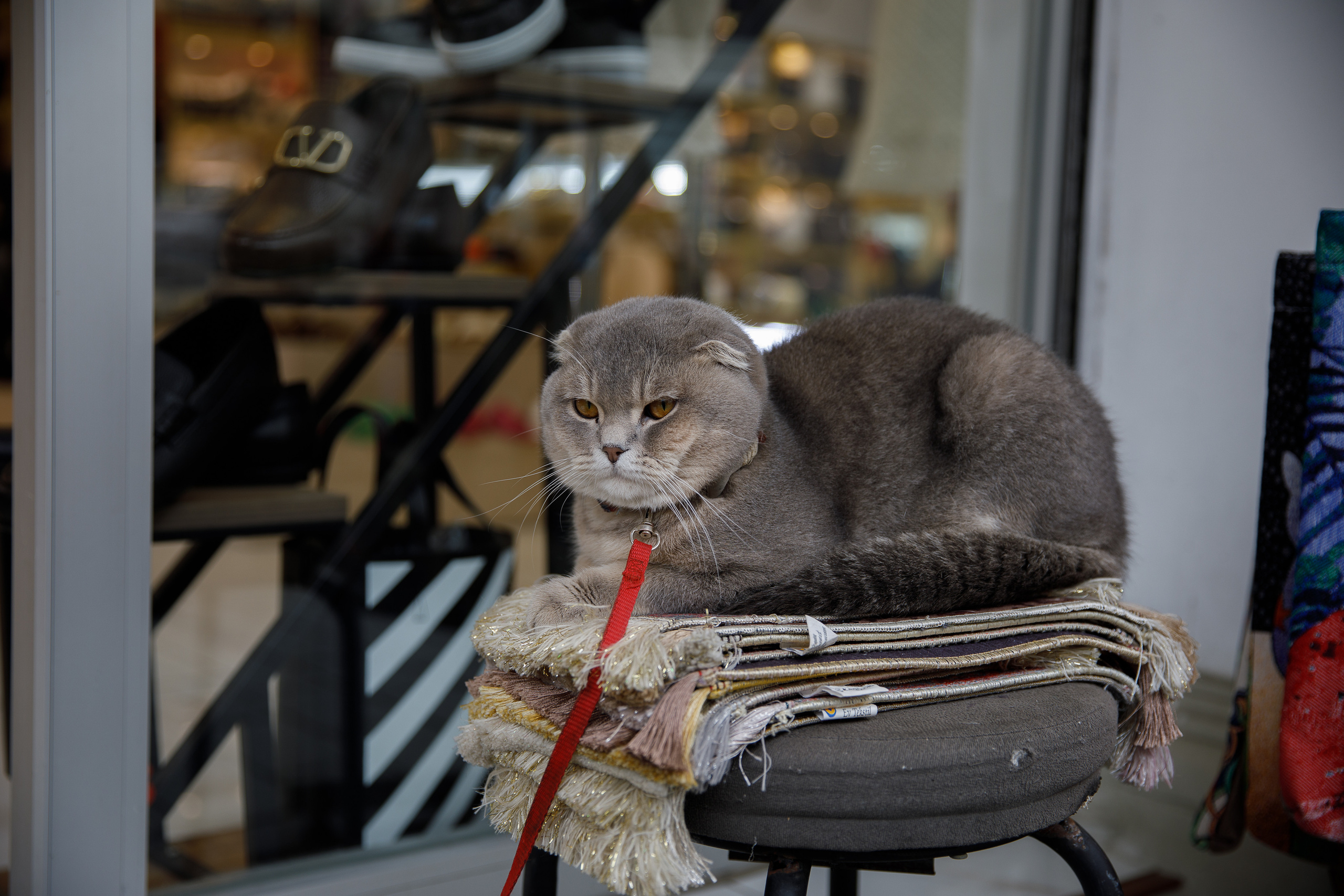 Стамбул. Город кошек. Репортажный и портретный фотограф Русакова Жанна