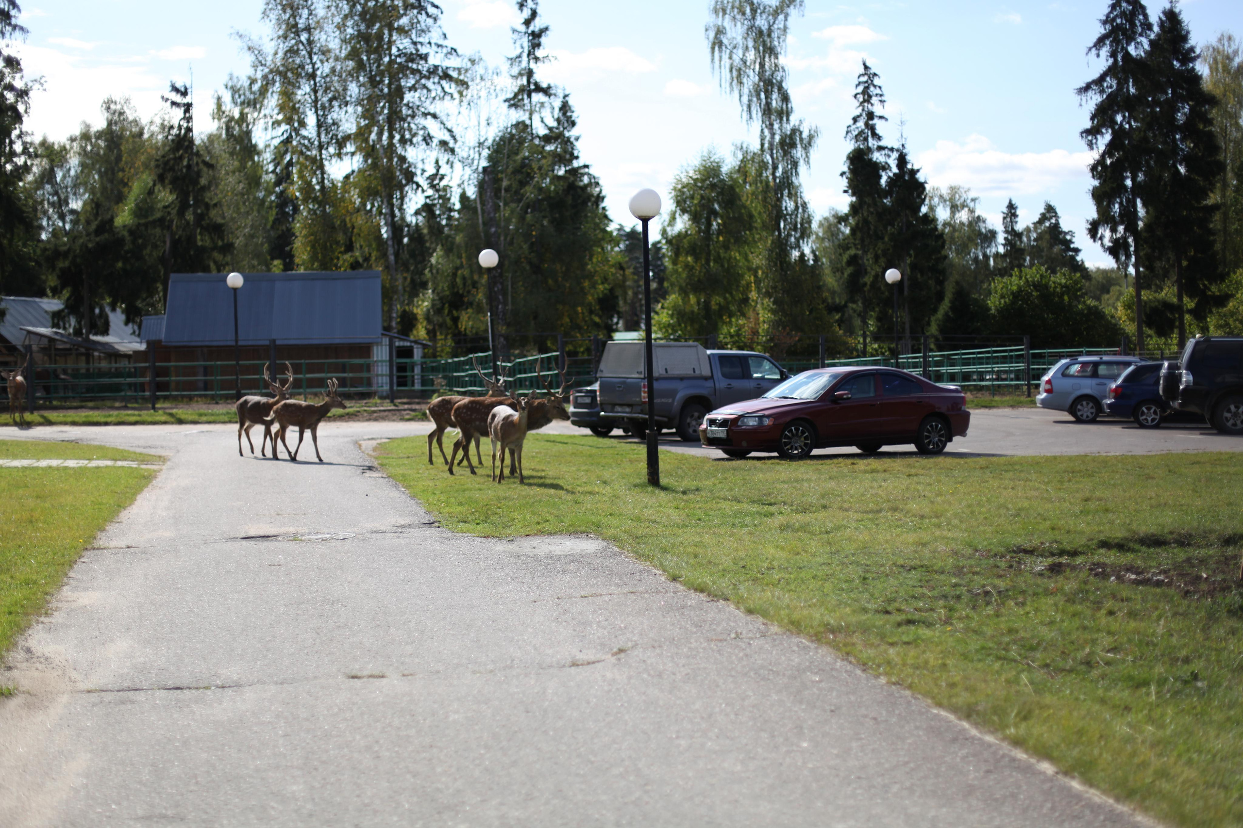 Бемби / 2020. Репортажный и портретный фотограф Русакова Жанна