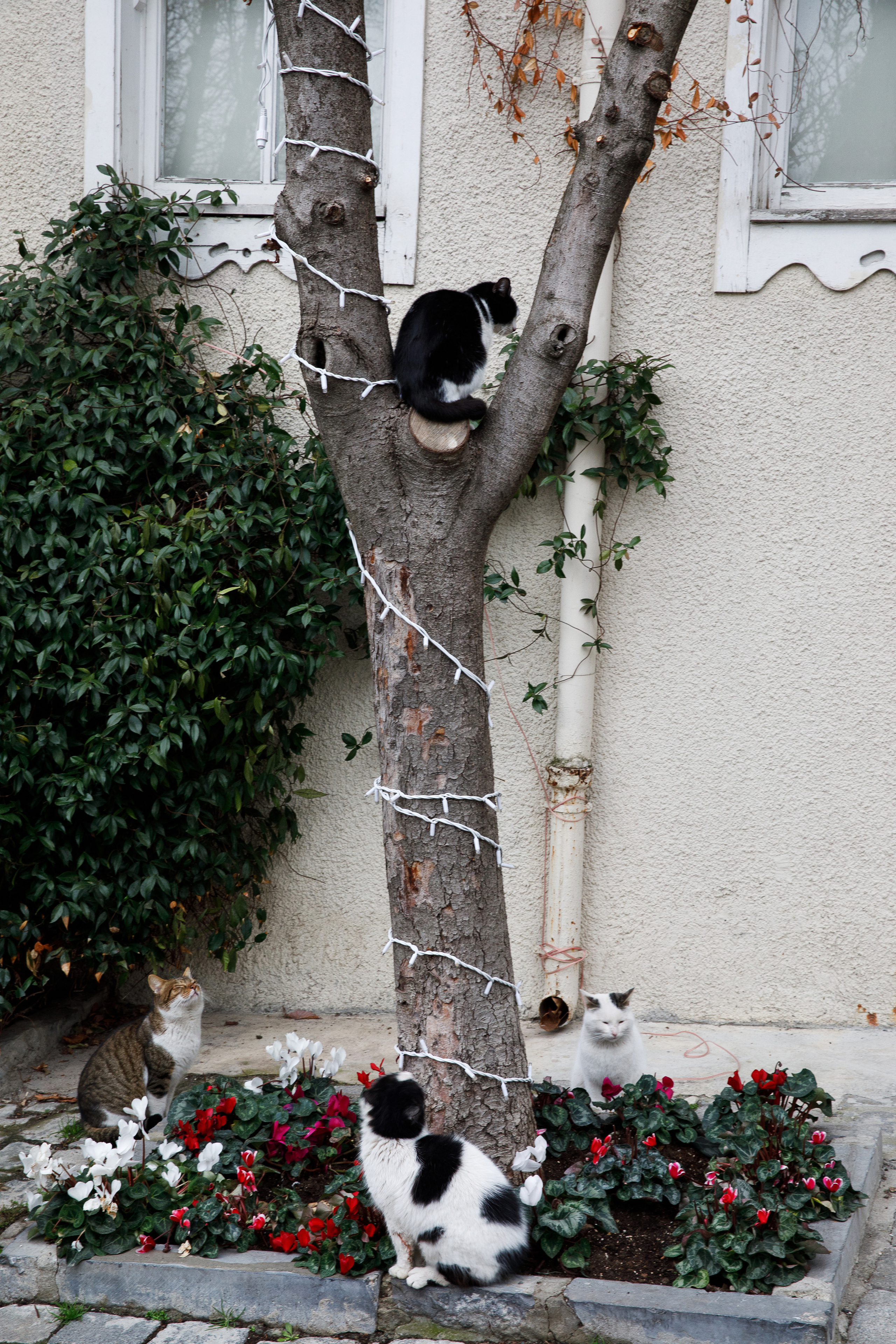 Стамбул. Город кошек. Репортажный и портретный фотограф Русакова Жанна