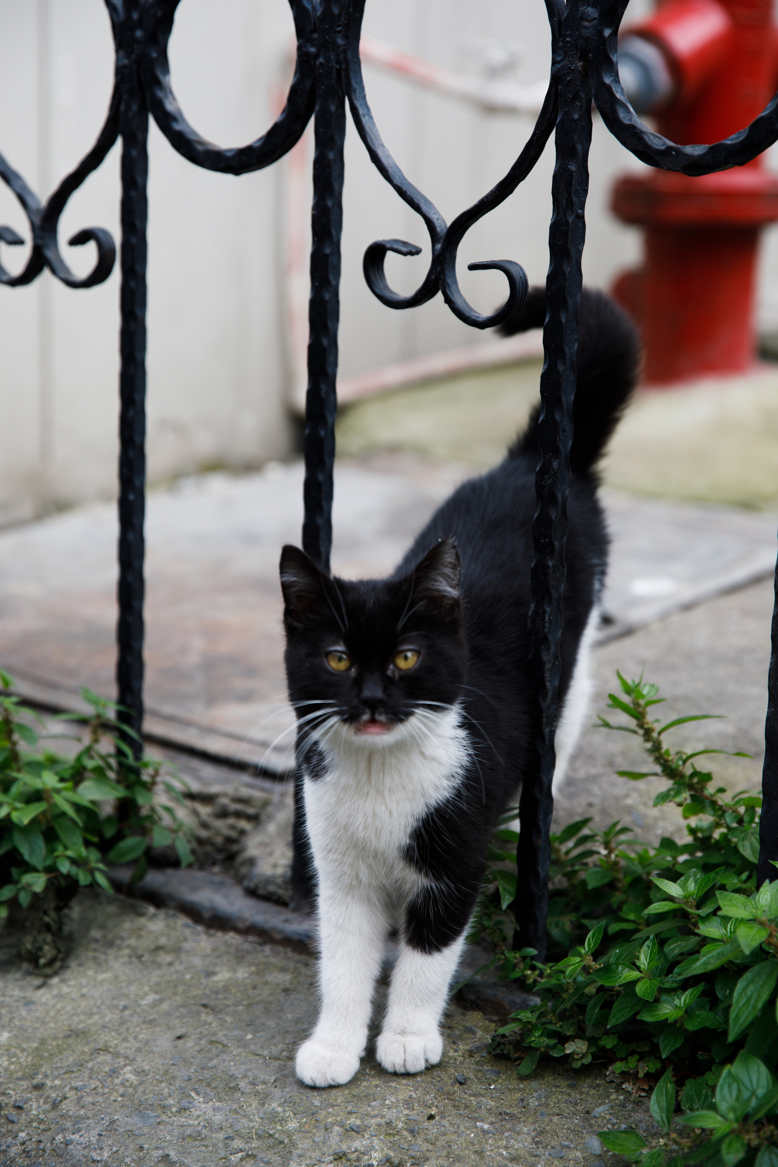 Стамбул. Город кошек. Репортажный и портретный фотограф Русакова Жанна
