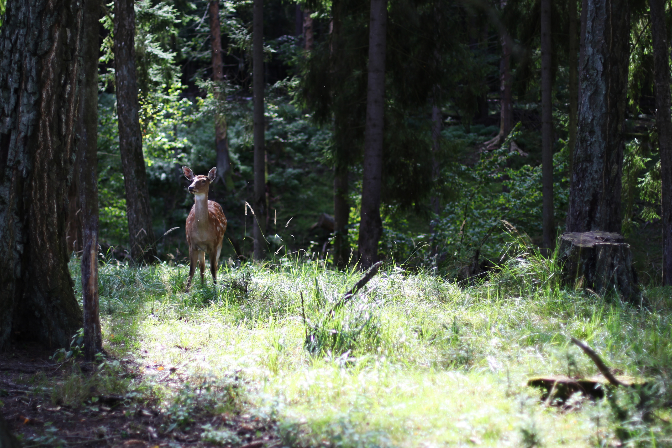 Бемби / 2020. Репортажный и портретный фотограф Русакова Жанна