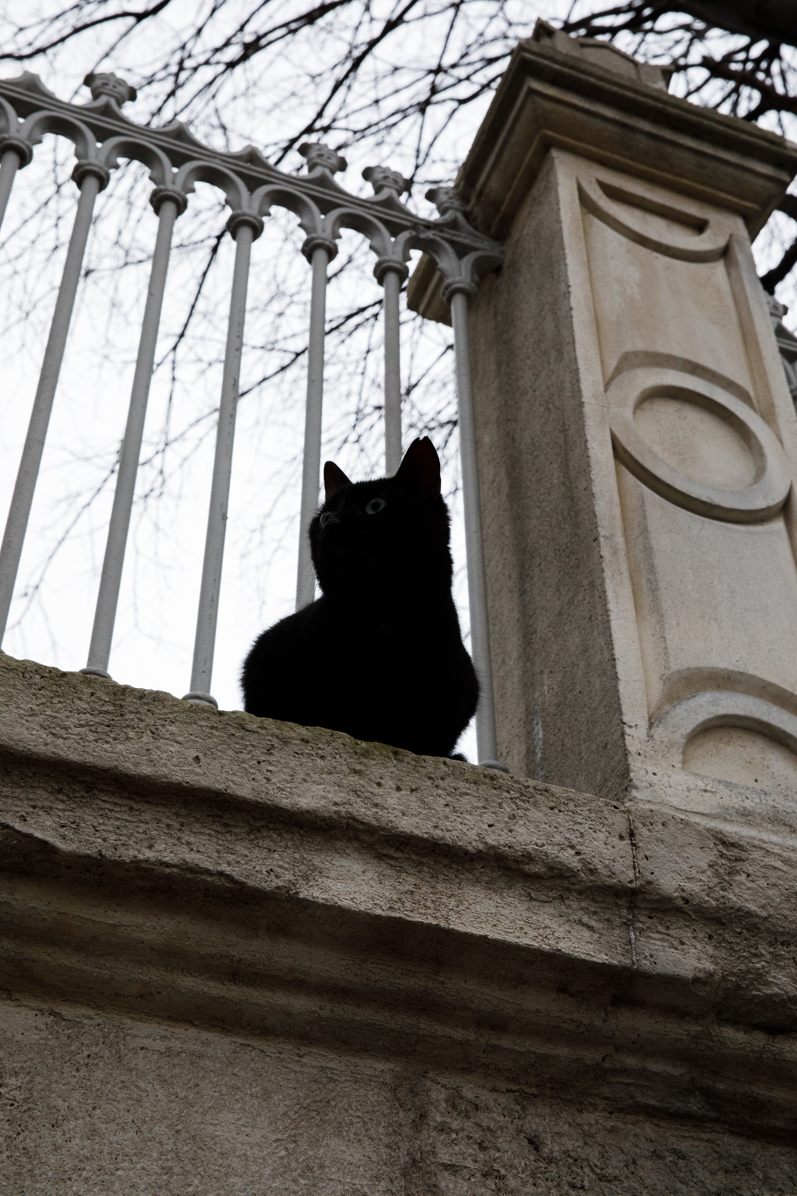 Стамбул. Город кошек. Репортажный и портретный фотограф Русакова Жанна