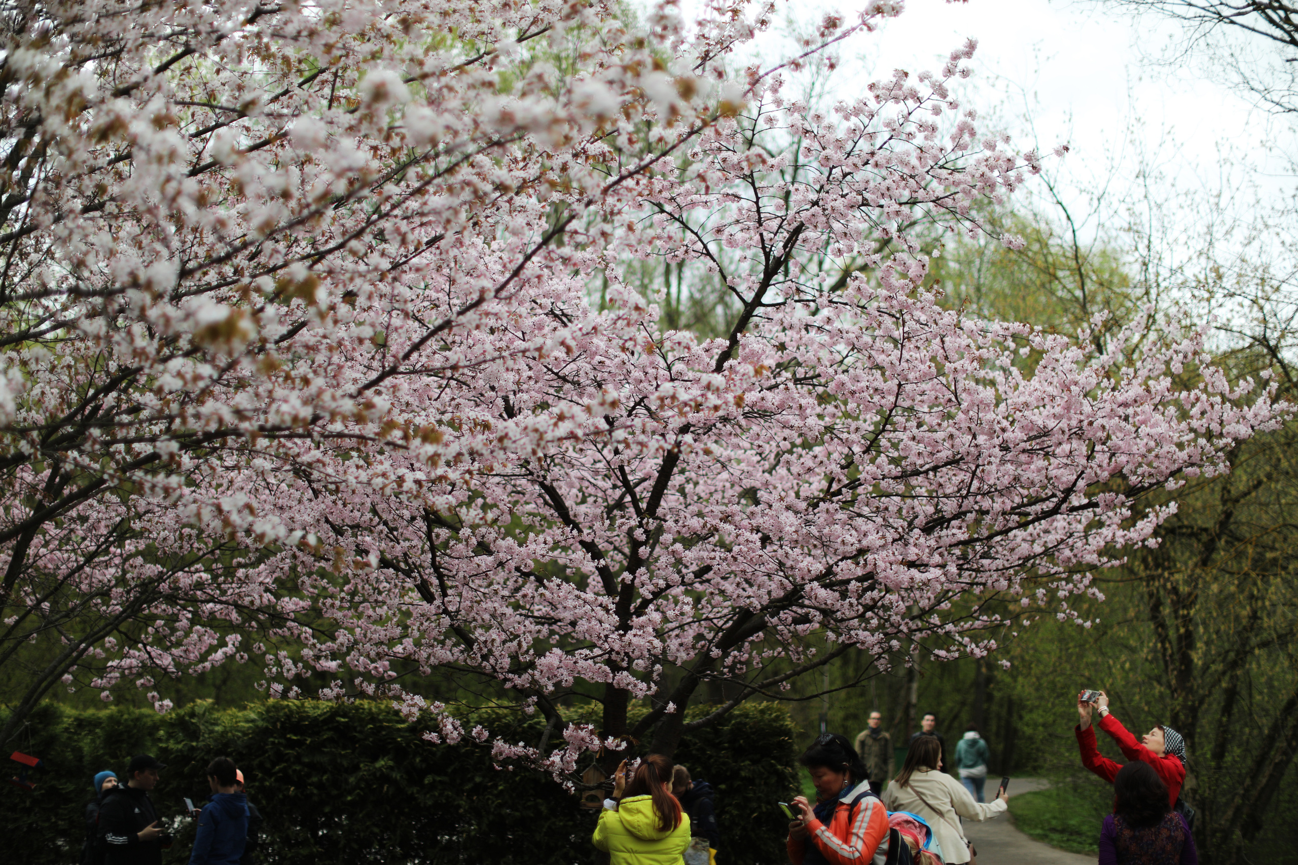 Алиса. Цветы Сакуры / 2021. Репортажный и портретный фотограф Русакова Жанна