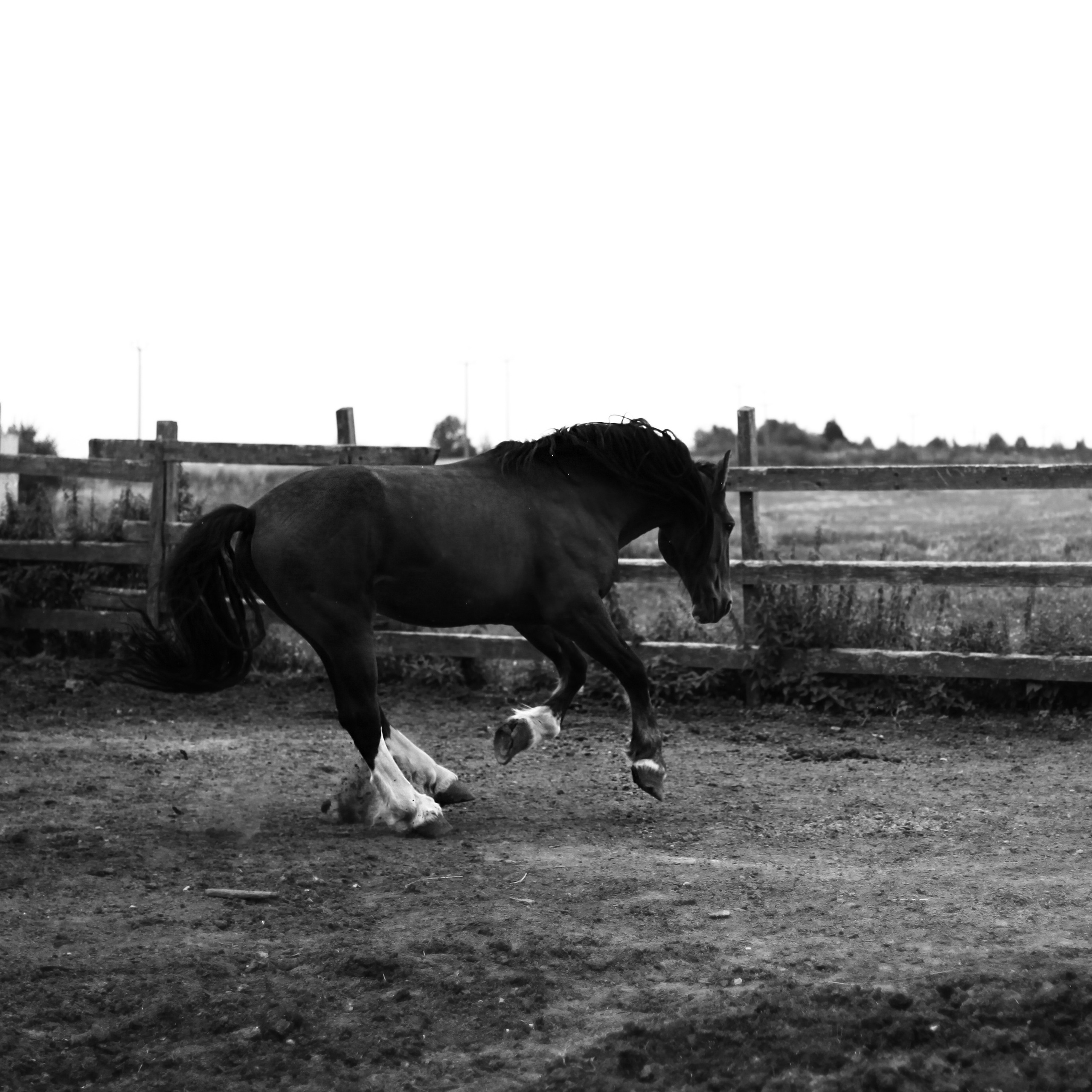 Конюшня / 2020. Репортажный и портретный фотограф Русакова Жанна