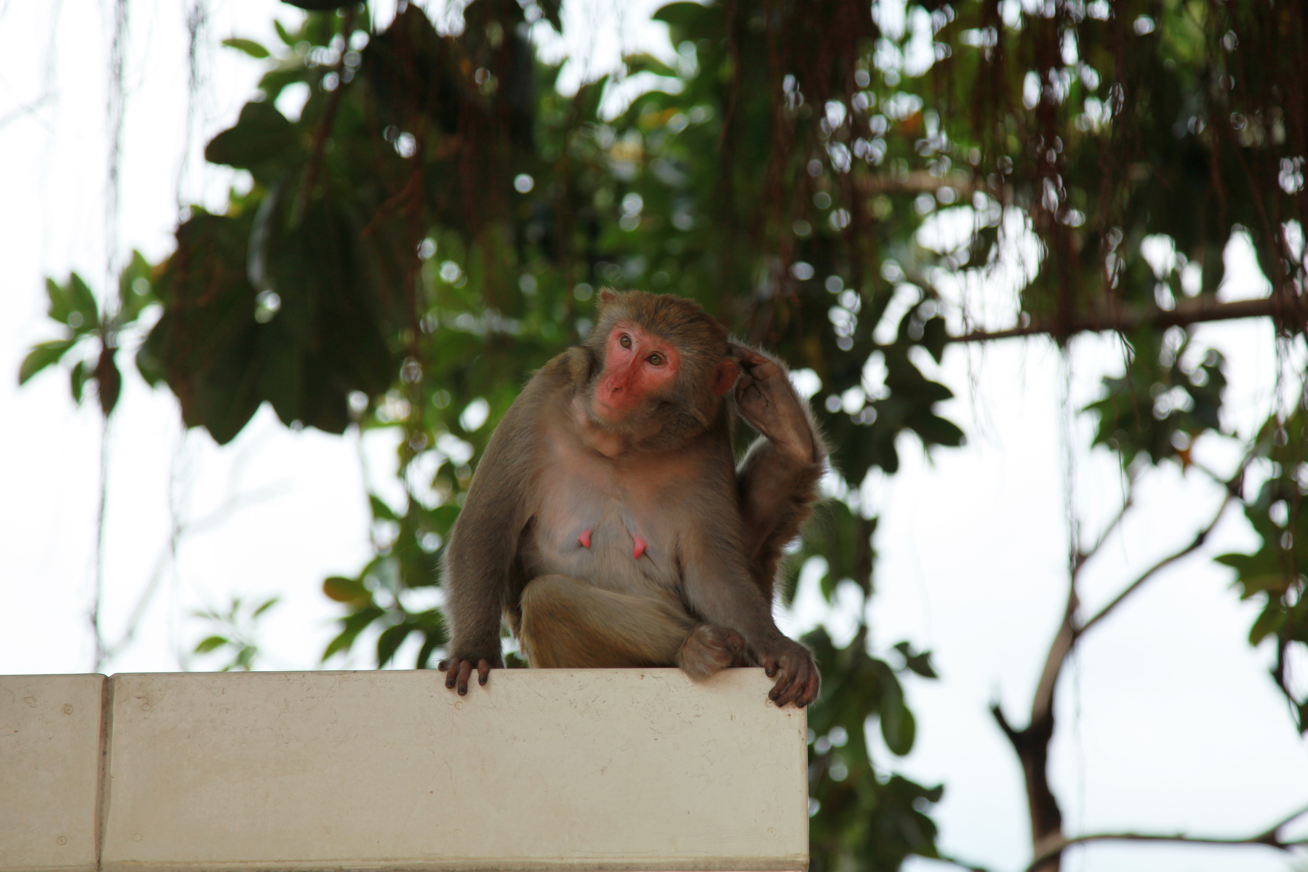 Гон Конг. Обезьянки / 2017. Репортажный и портретный фотограф Русакова Жанна