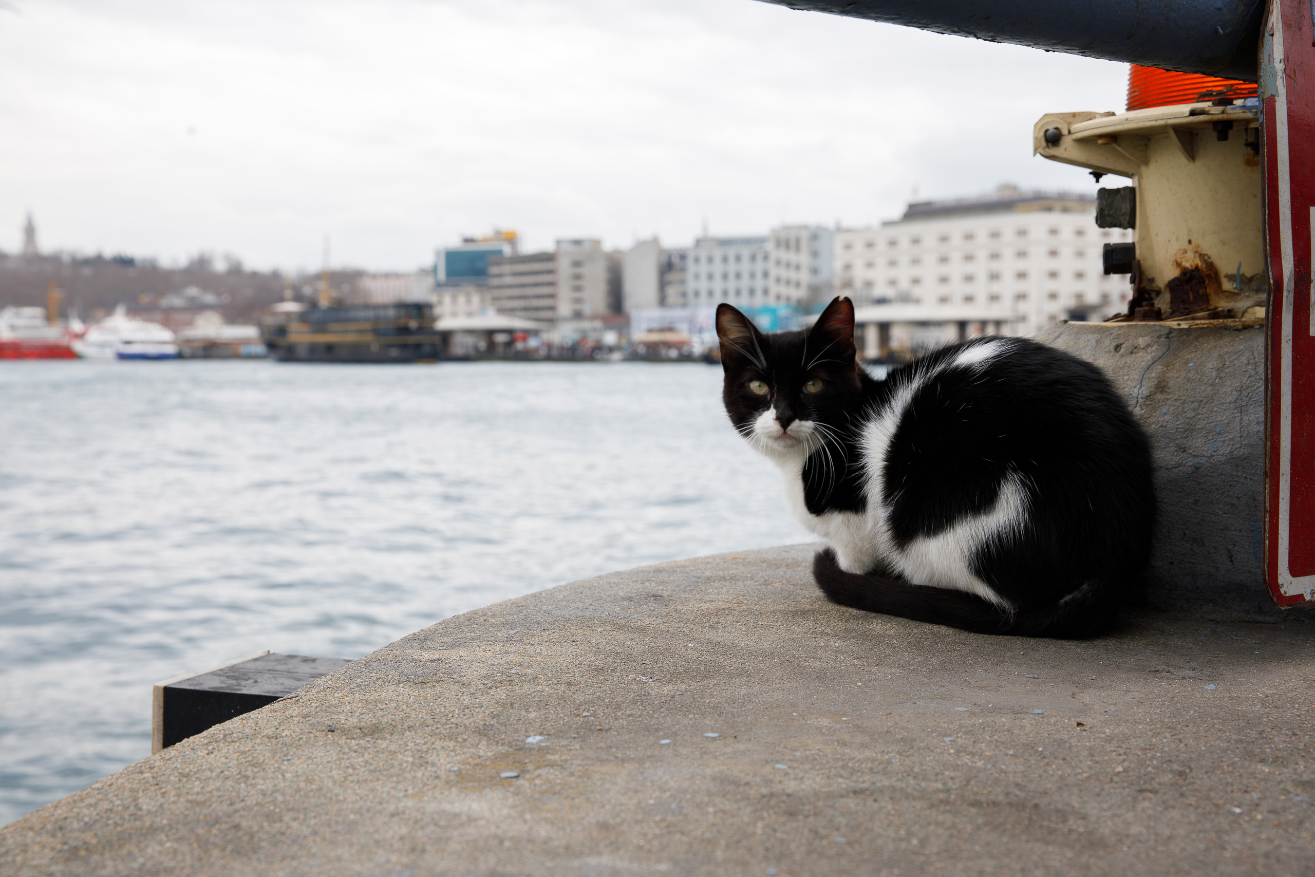 Стамбул. Город кошек. Репортажный и портретный фотограф Русакова Жанна