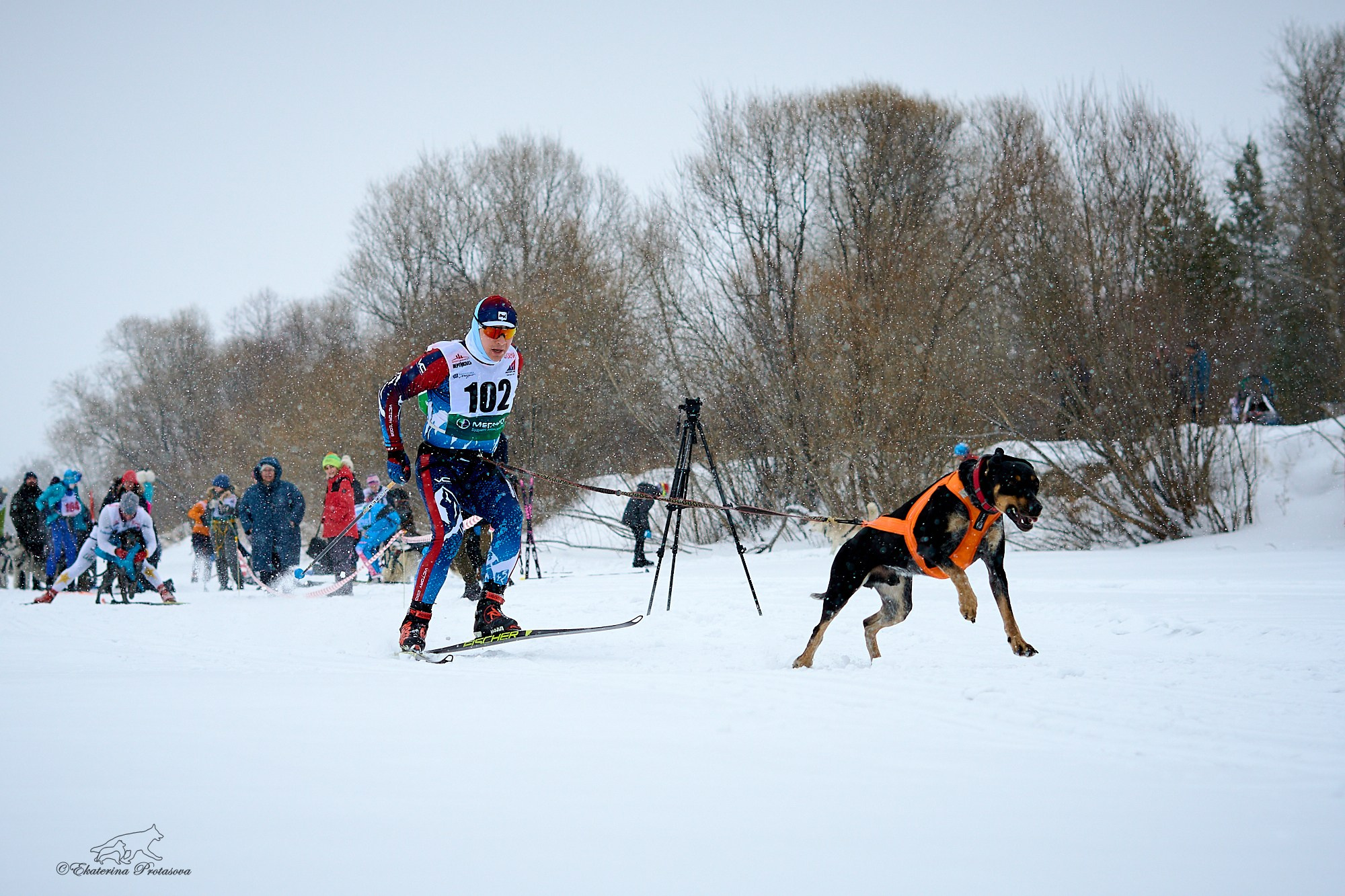 Соревнования по скиджорингу. Фотограф-анималист в Иркутске