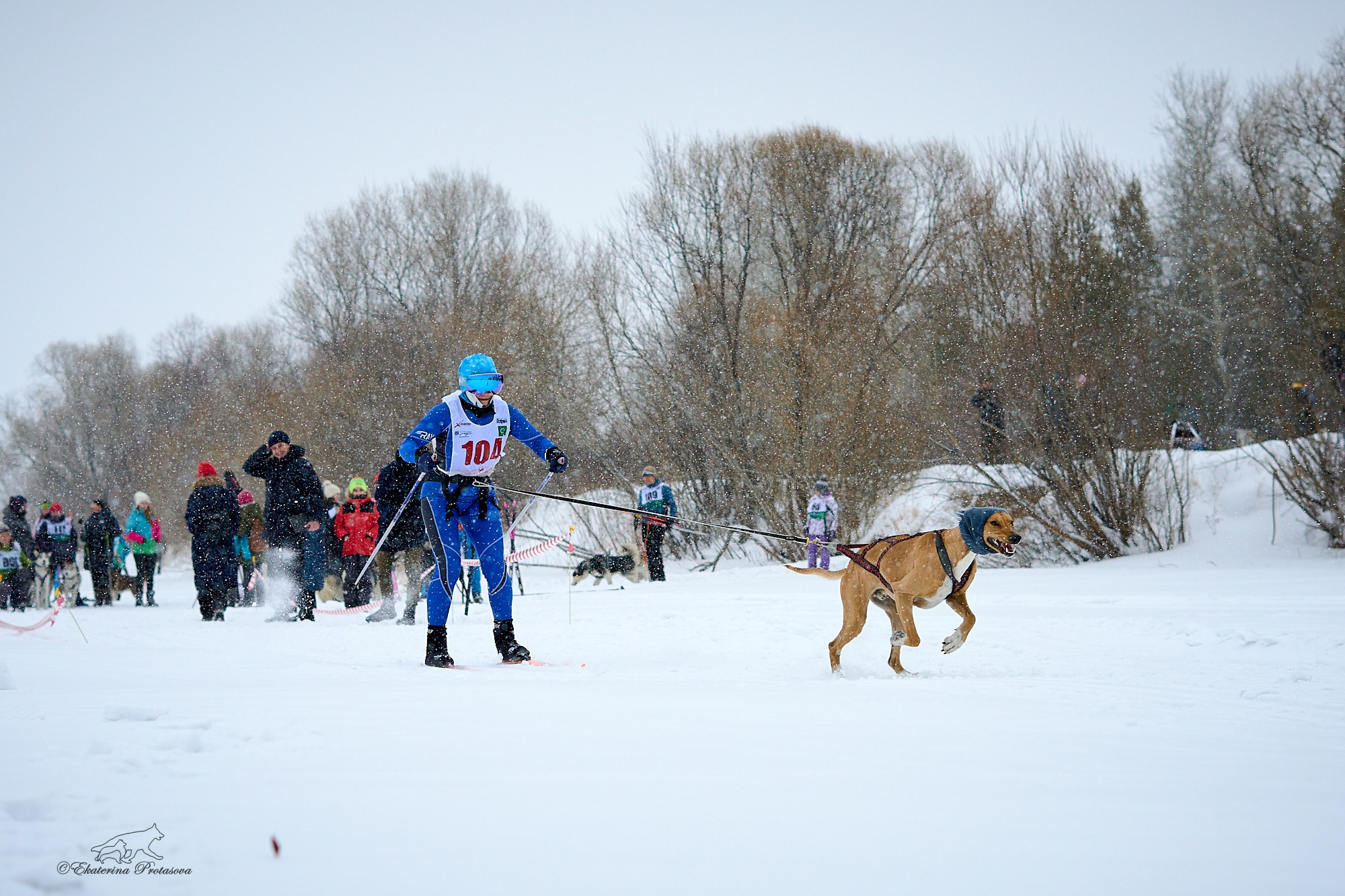 Соревнования по скиджорингу. Фотограф-анималист в Иркутске