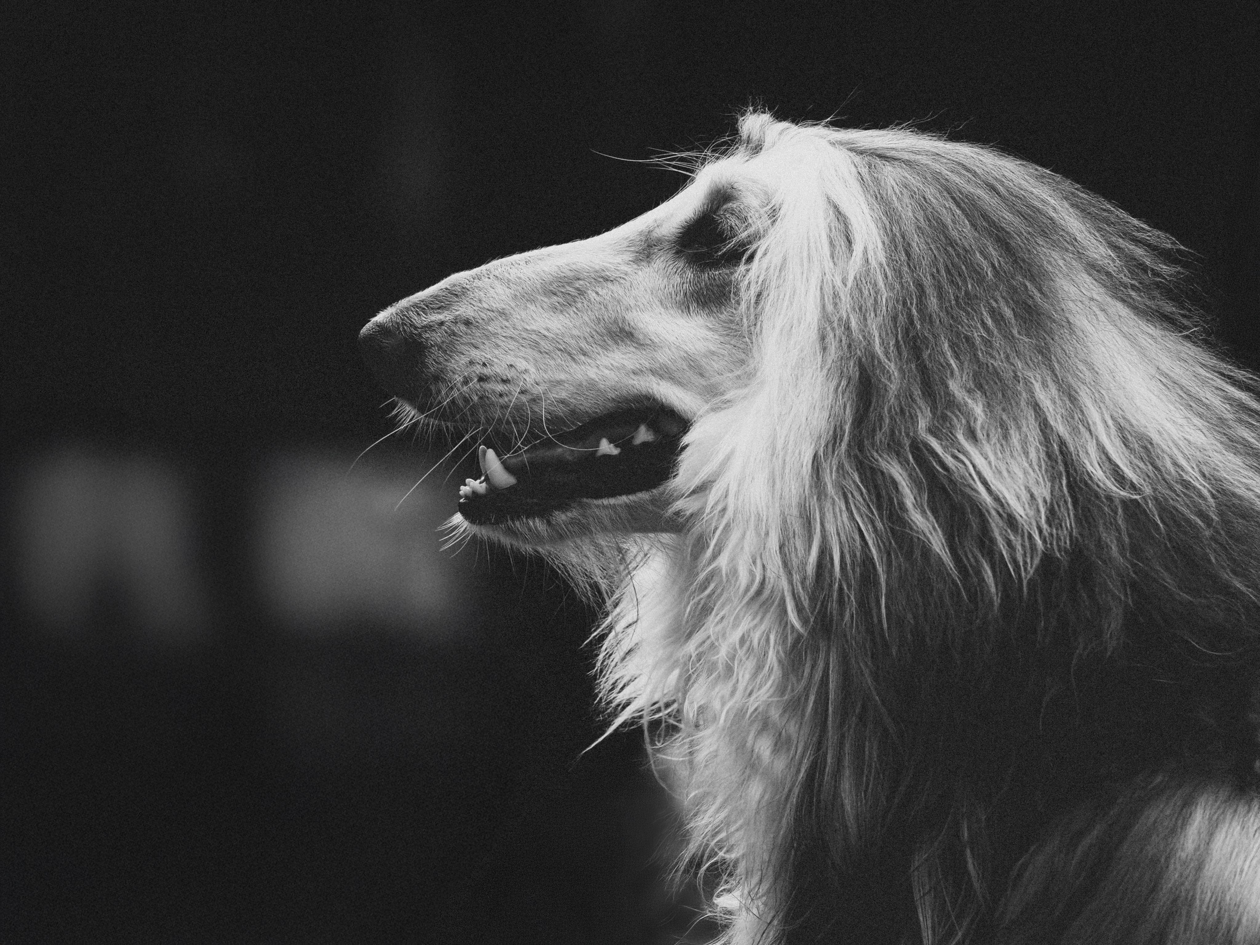 Фотограф анималист Тюгаева Мария