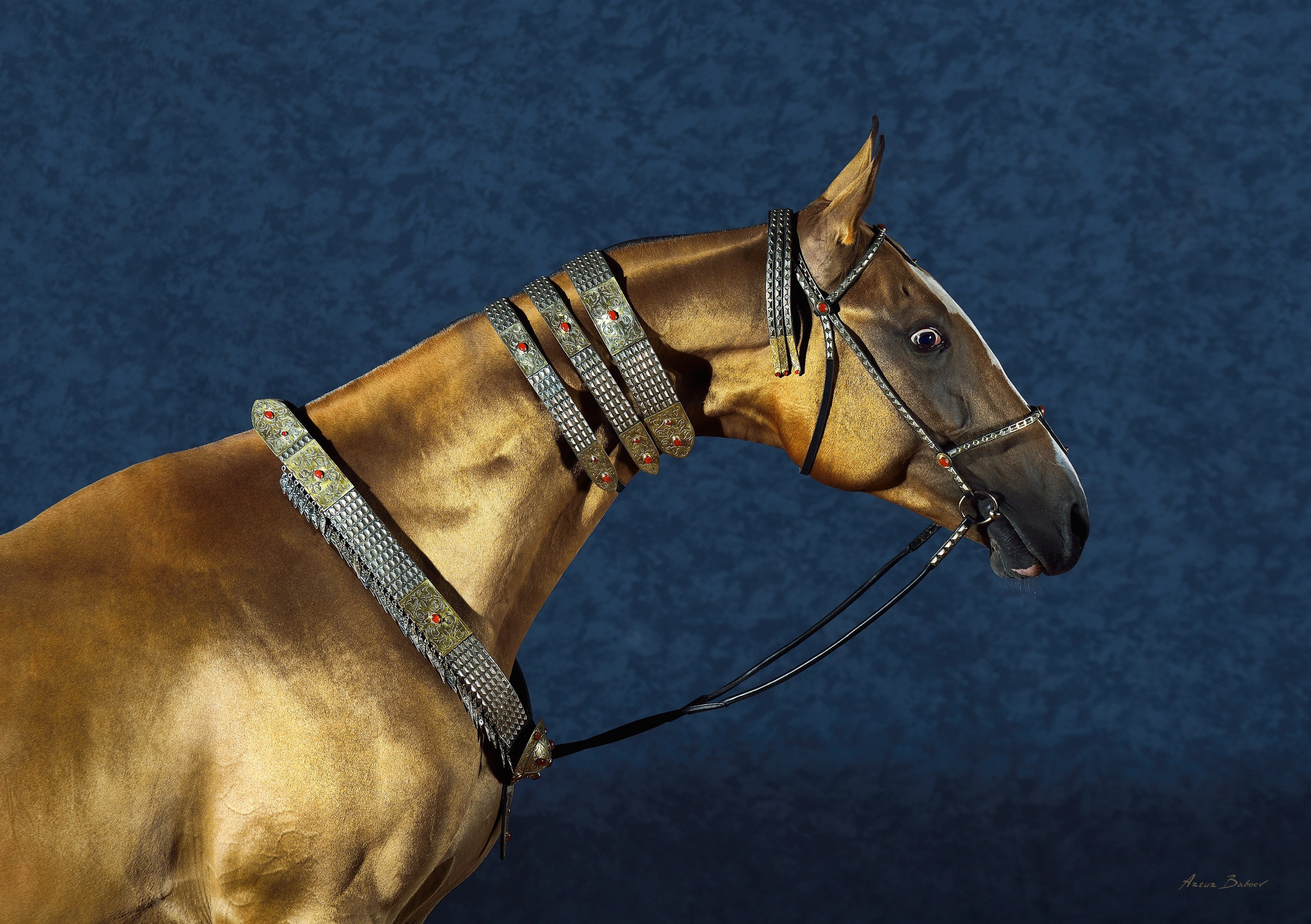 Gallery. Art photos of horses — ARTUR BABOEV | Photographer