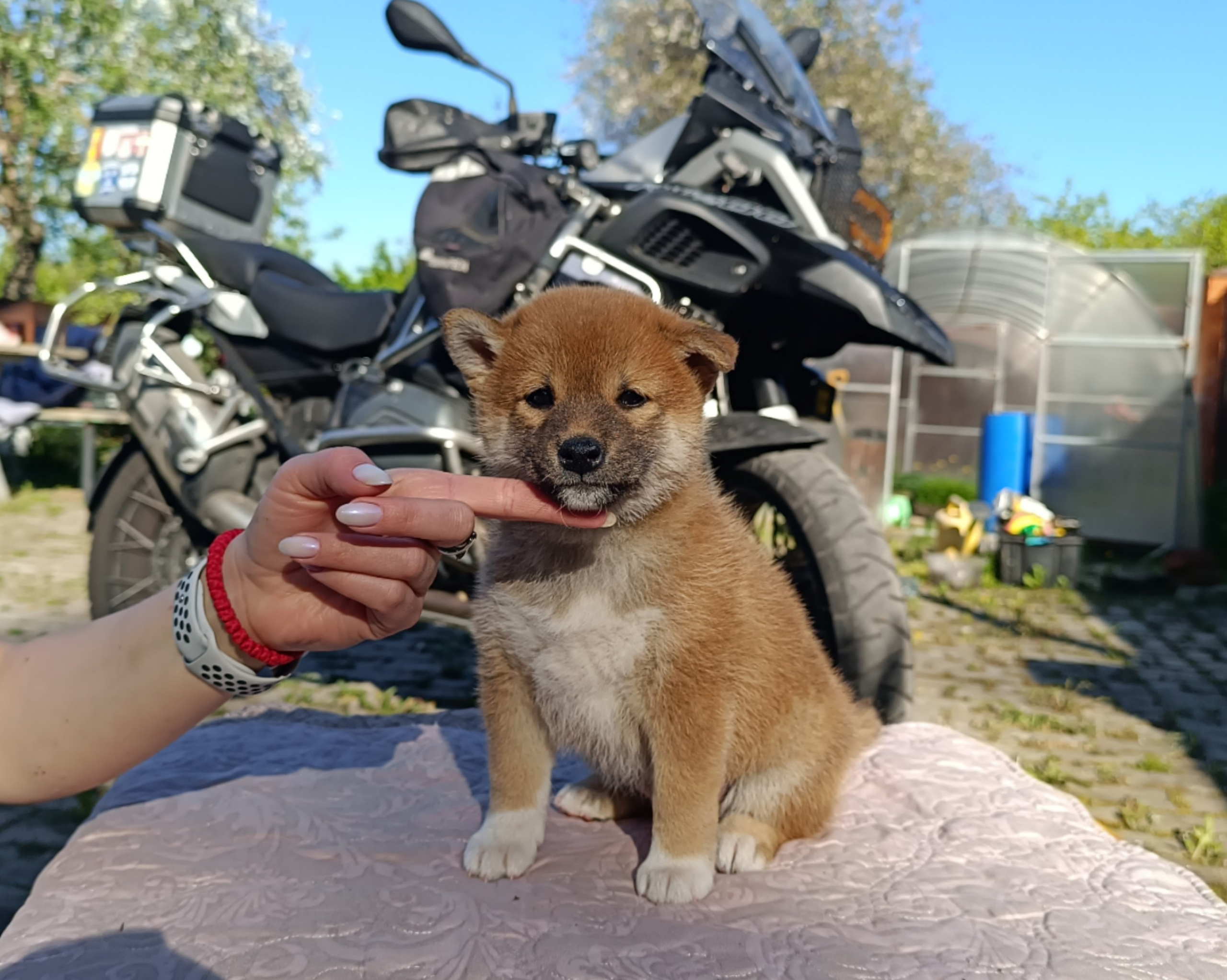 Сиба Rubylight Fumiko питомник Рубилайт