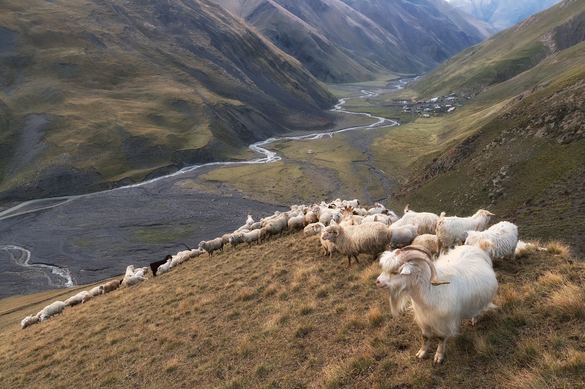 103-0099. Гимитль