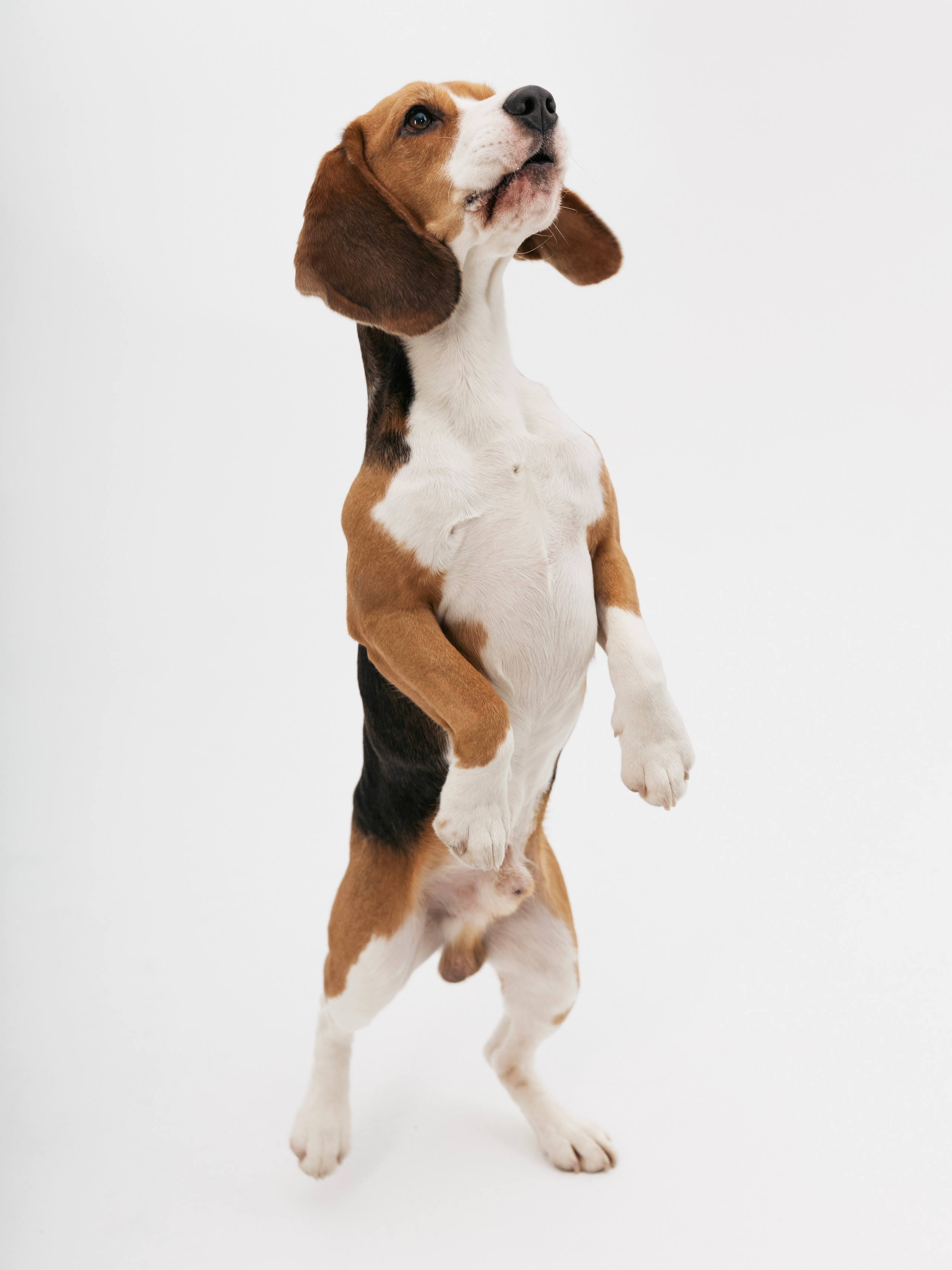 Биглемания. DRIPSTOCK MAG