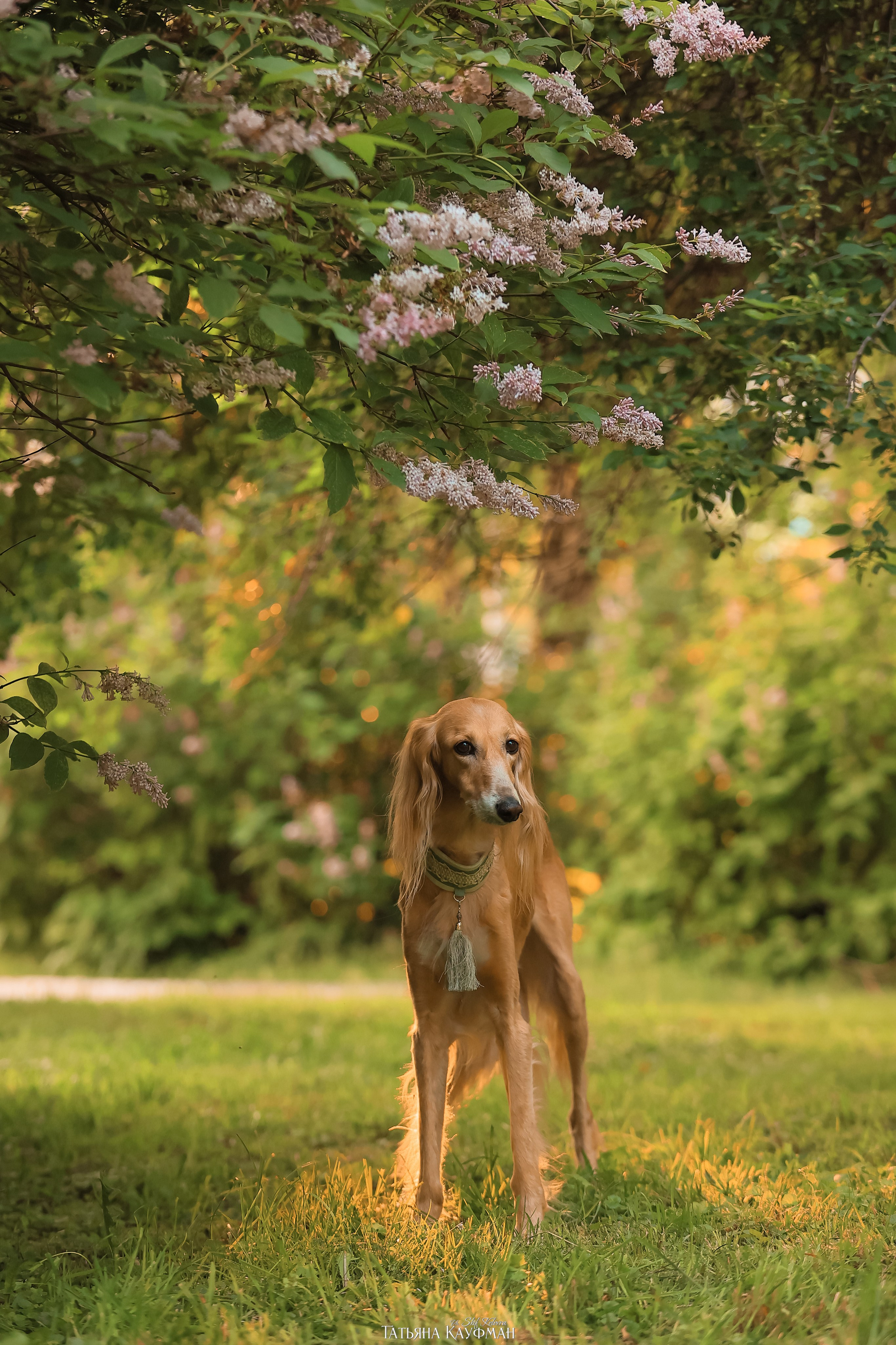 Салюки, фотография салюки, собака в цветах, красивая собака, фотограф анималист, фотокурс Анималистика, научиться фотографировать собак