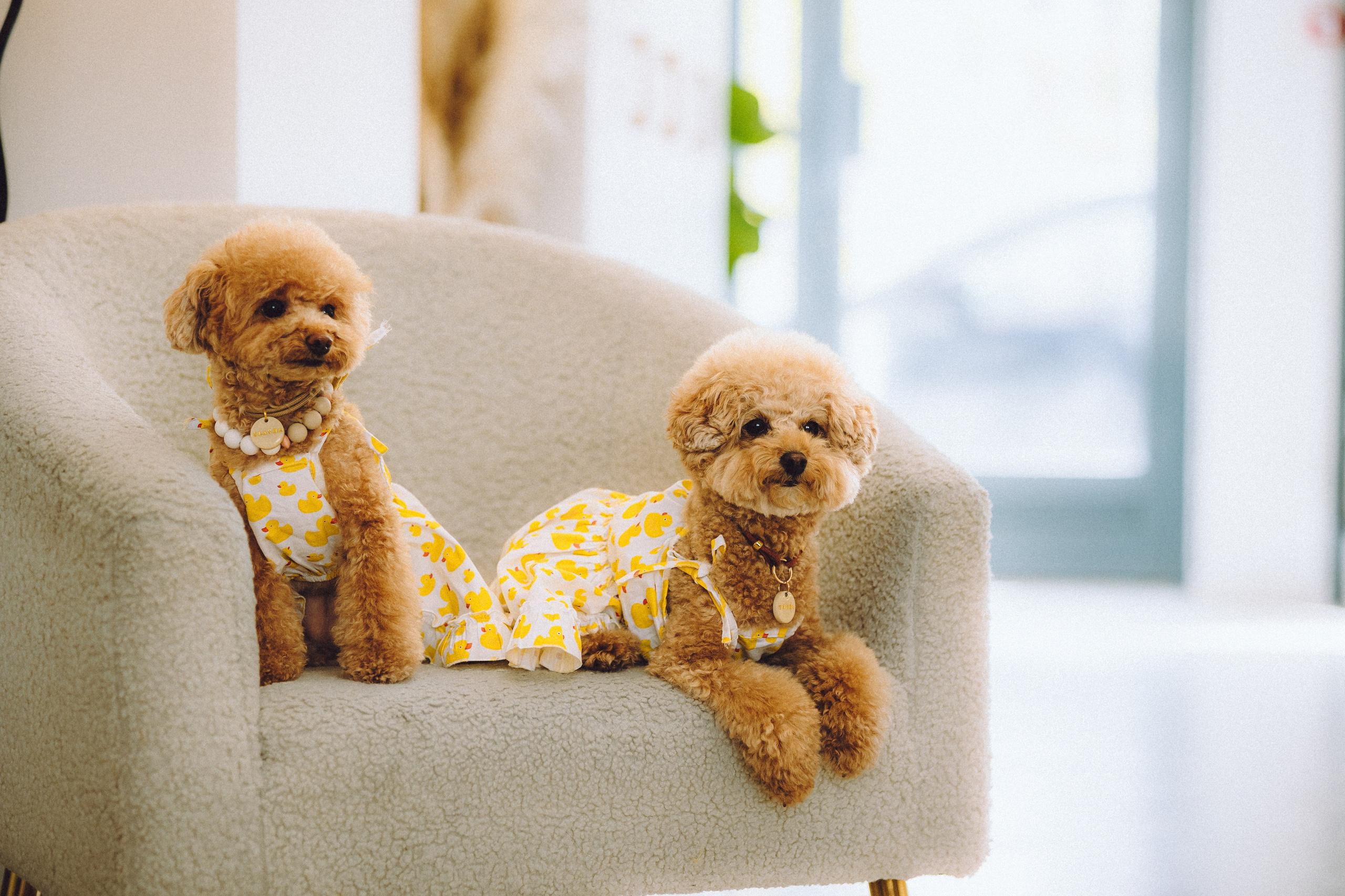 День Рождения пуделя Глаши