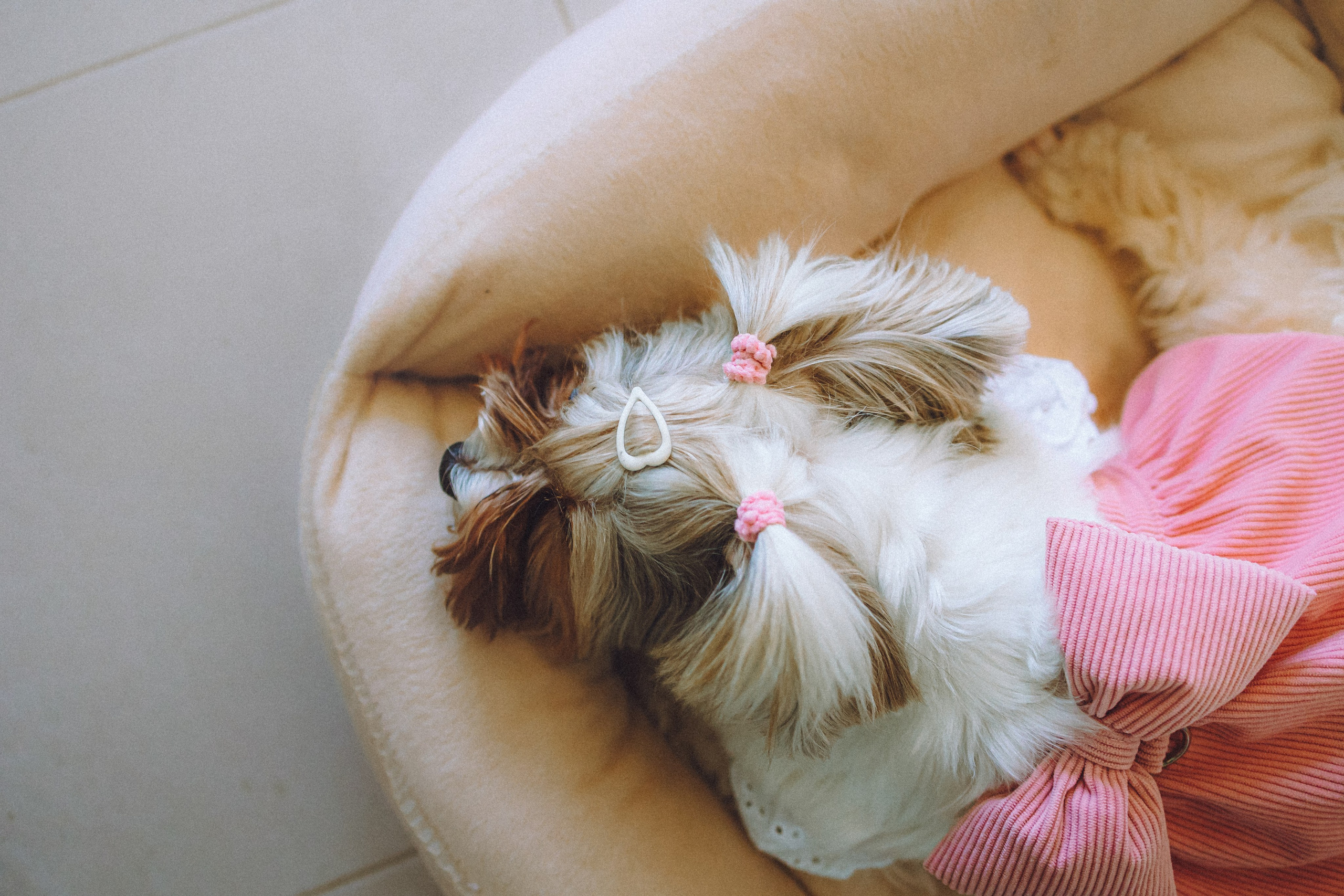 День Рождения Шу