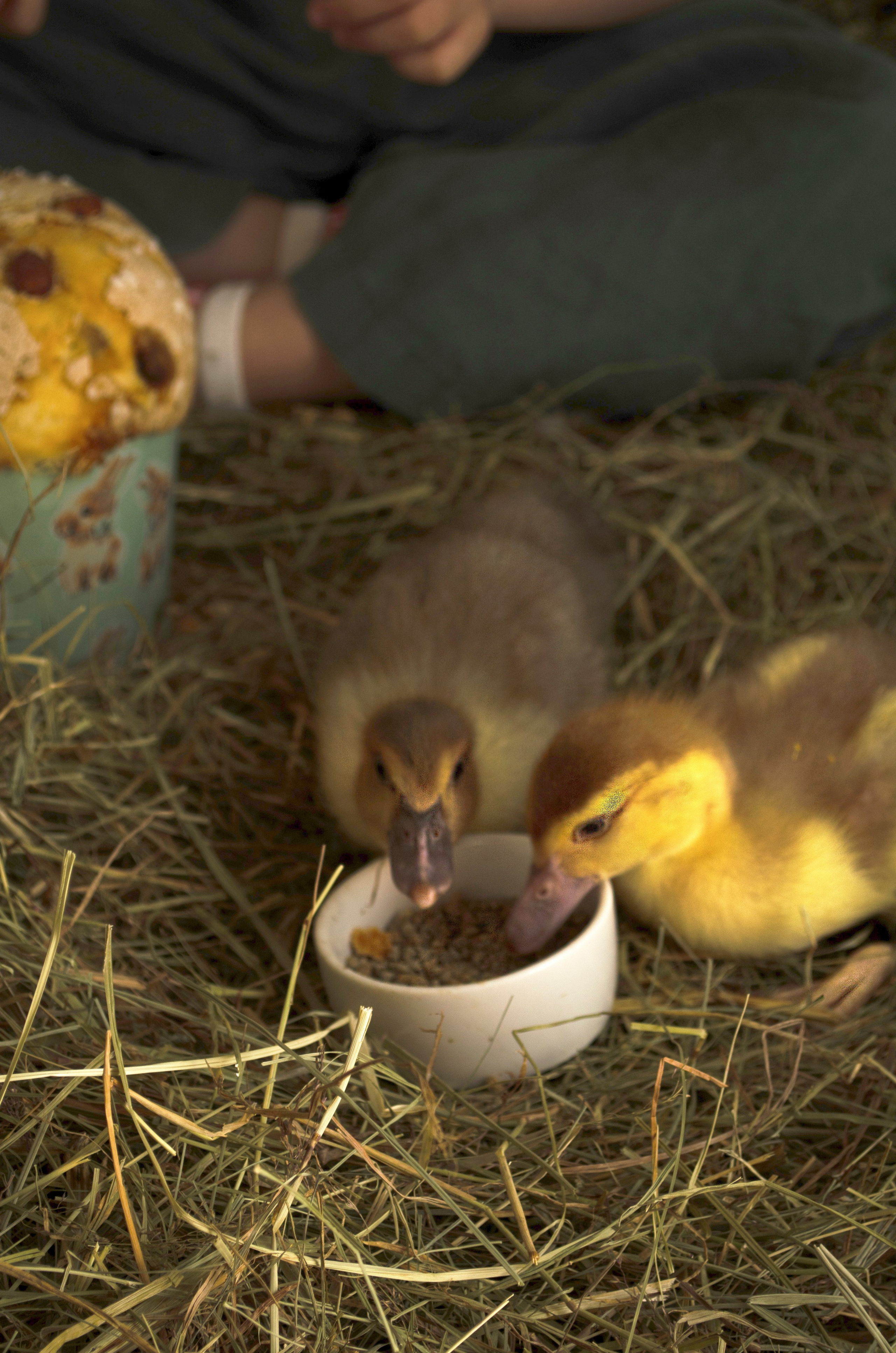 Вика. Пасха. Портретный фотограф в Краснодаре Юлия Кудряшова