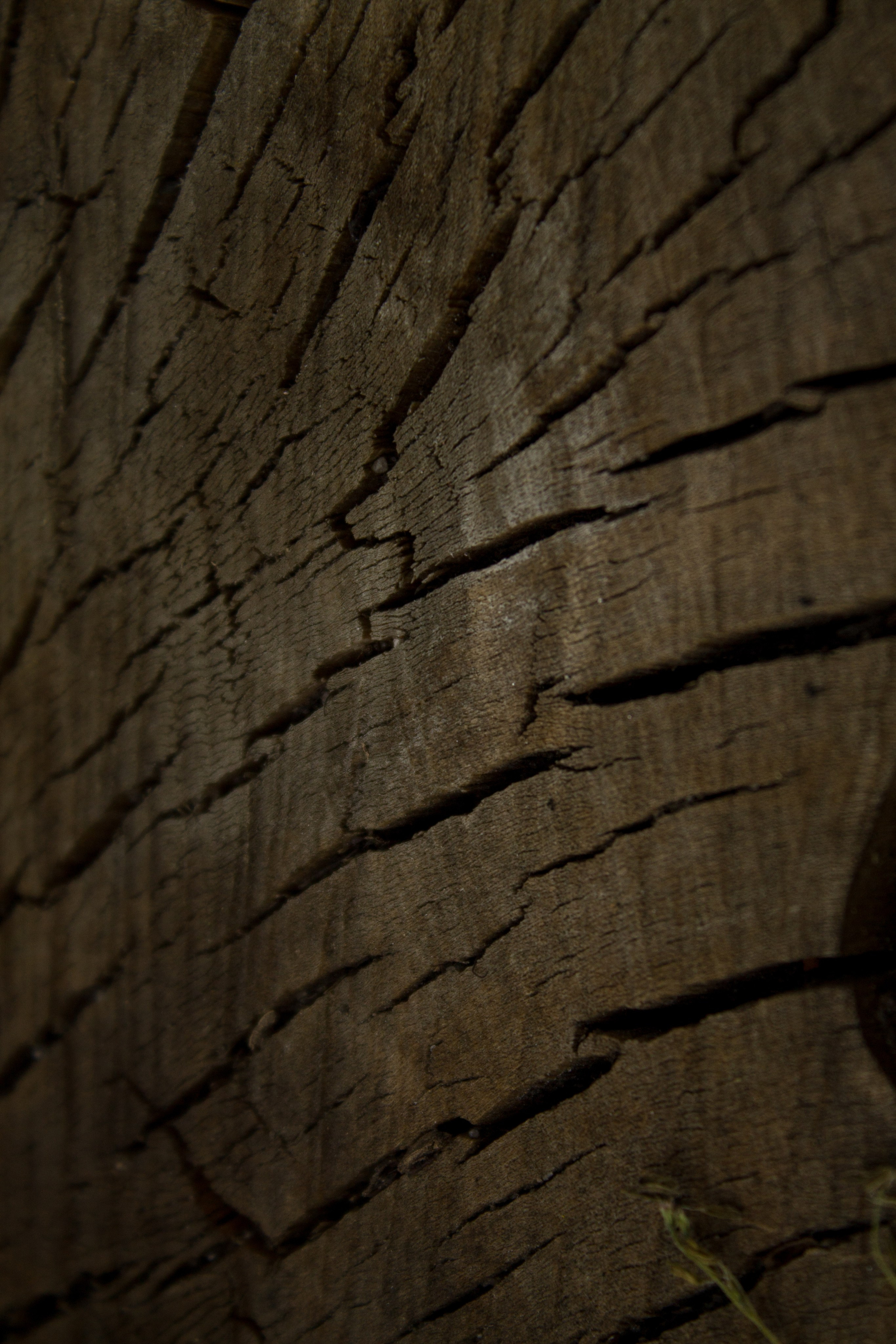 Цветы, колосья и все, что растет. Фотограф Старый Оскол Мавлыга Мария