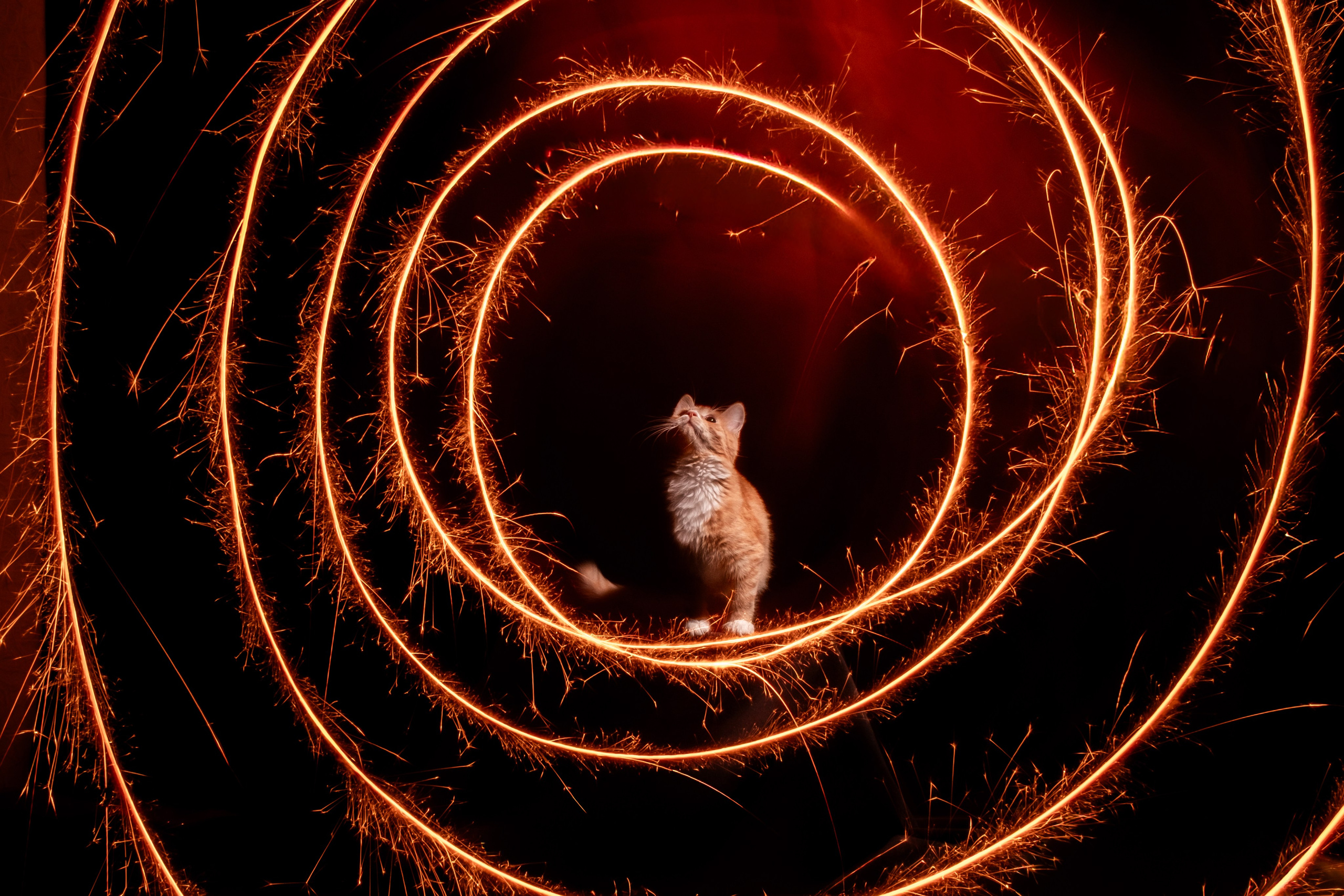 Зоофотограф, фотограф животных в Москве и области Дина Дамоцева