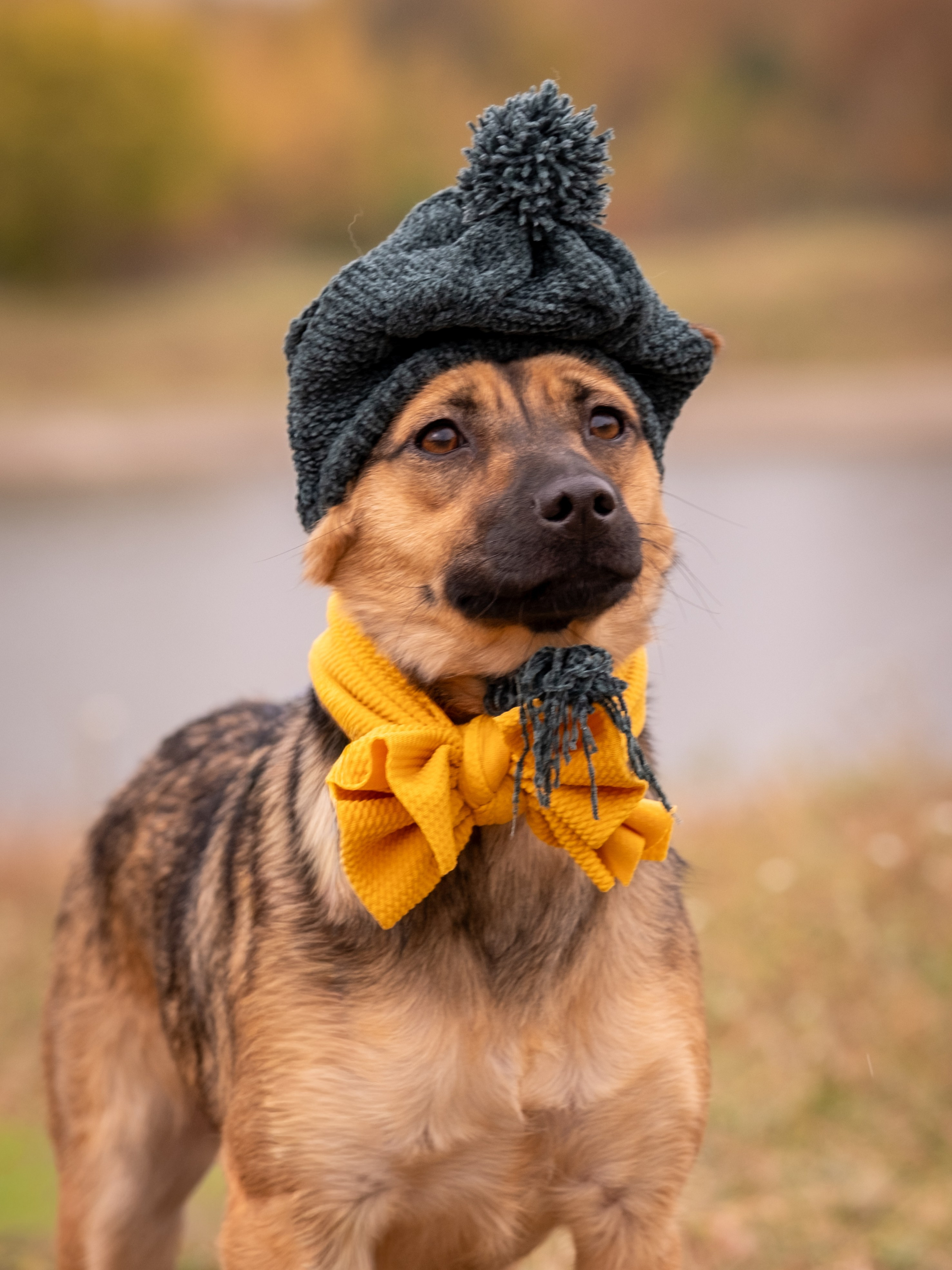 Осенняя Дося-модница). Зоофотограф, фотограф животных в Москве и области Дина Дамоцева