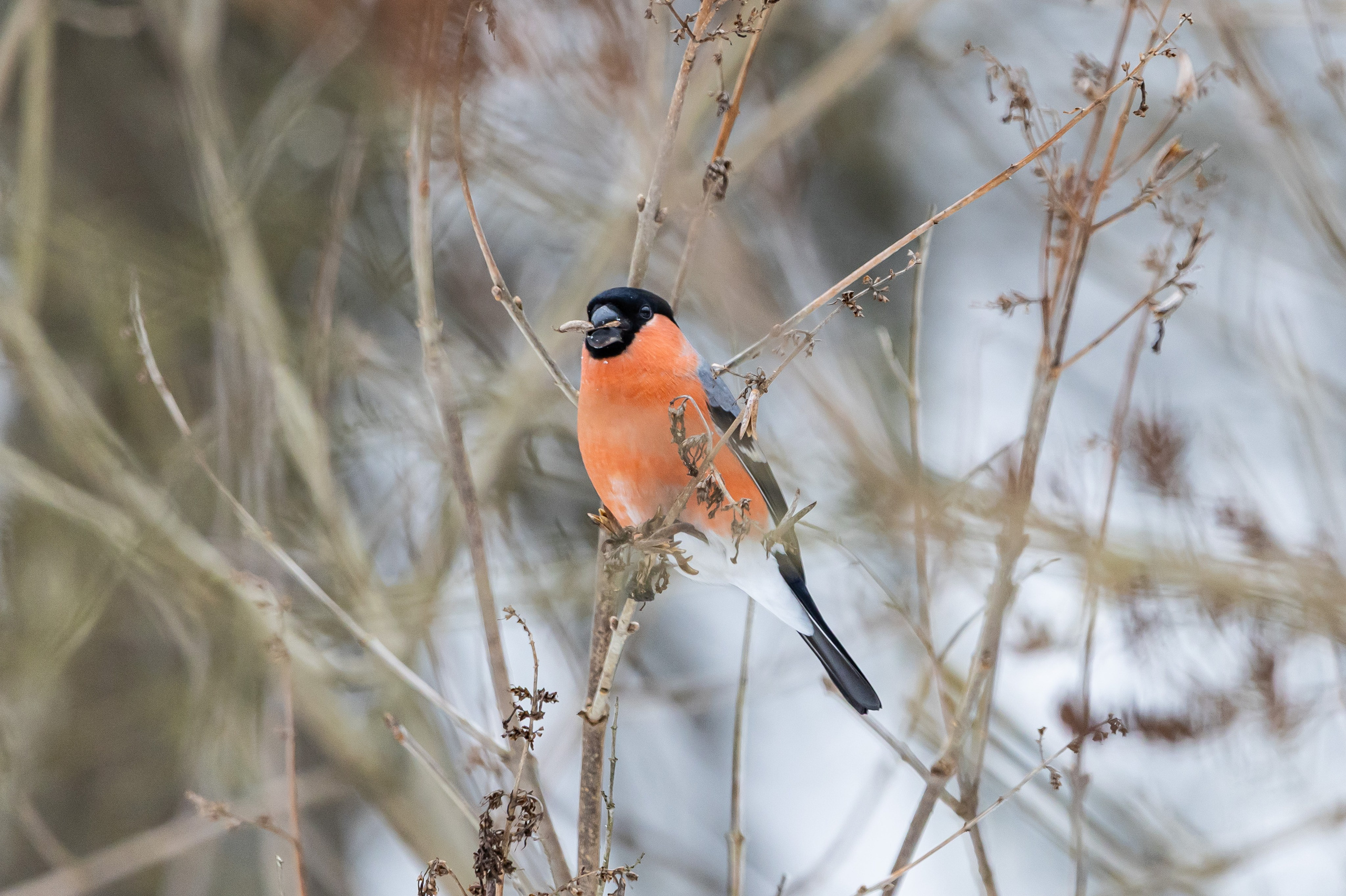 Природа. Фотограф Владимир Охрименко