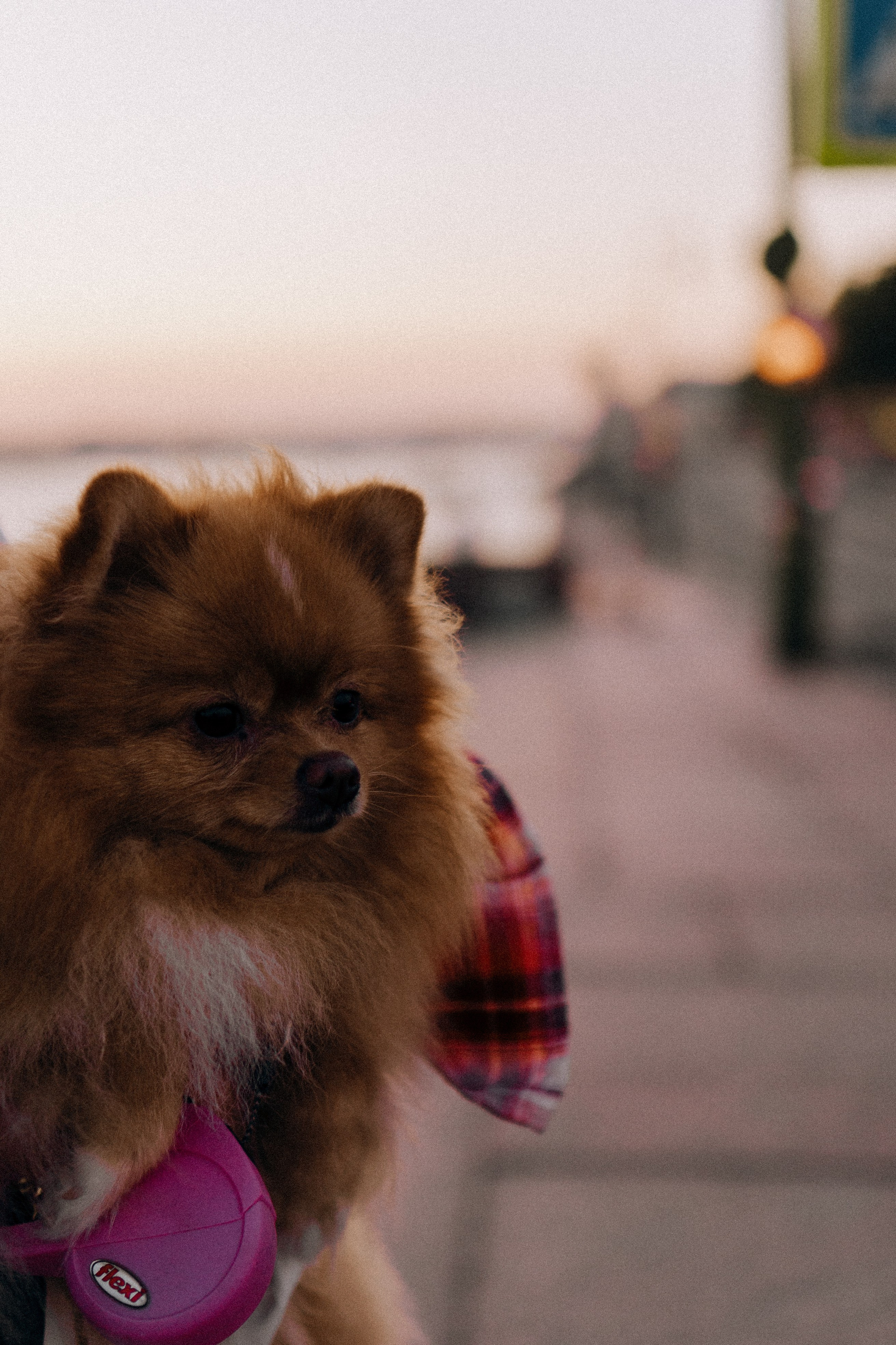 РАССВЕТНАЯ ИСТОРИЯ. Профессиональный фотограф, Санкт-Петербург — Виктория Богомолова