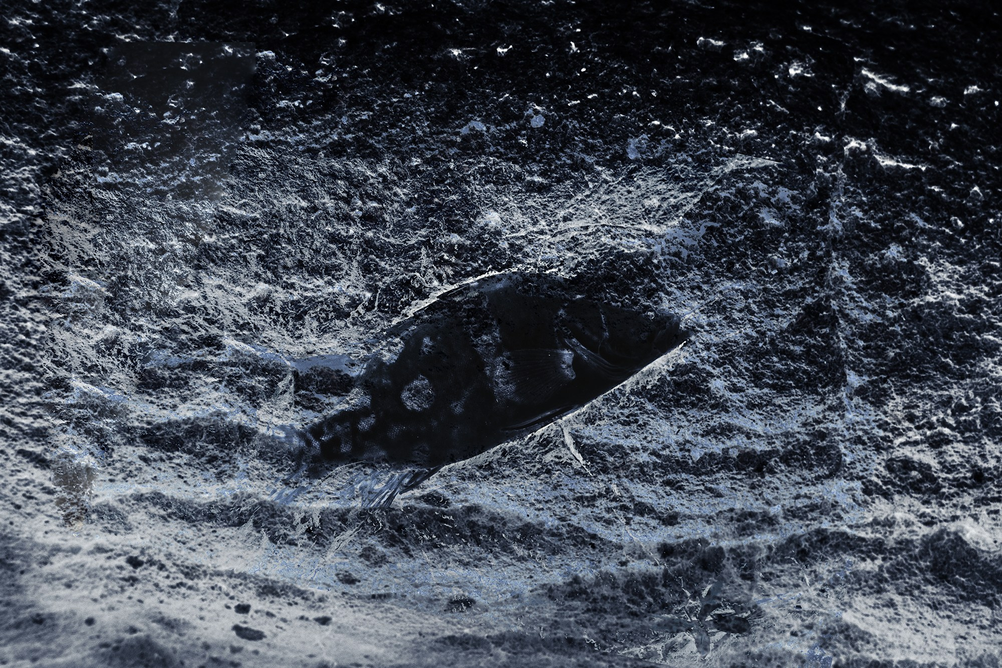 Проект «Стражи времени"/project «Gurdians of time». SHELESTOV