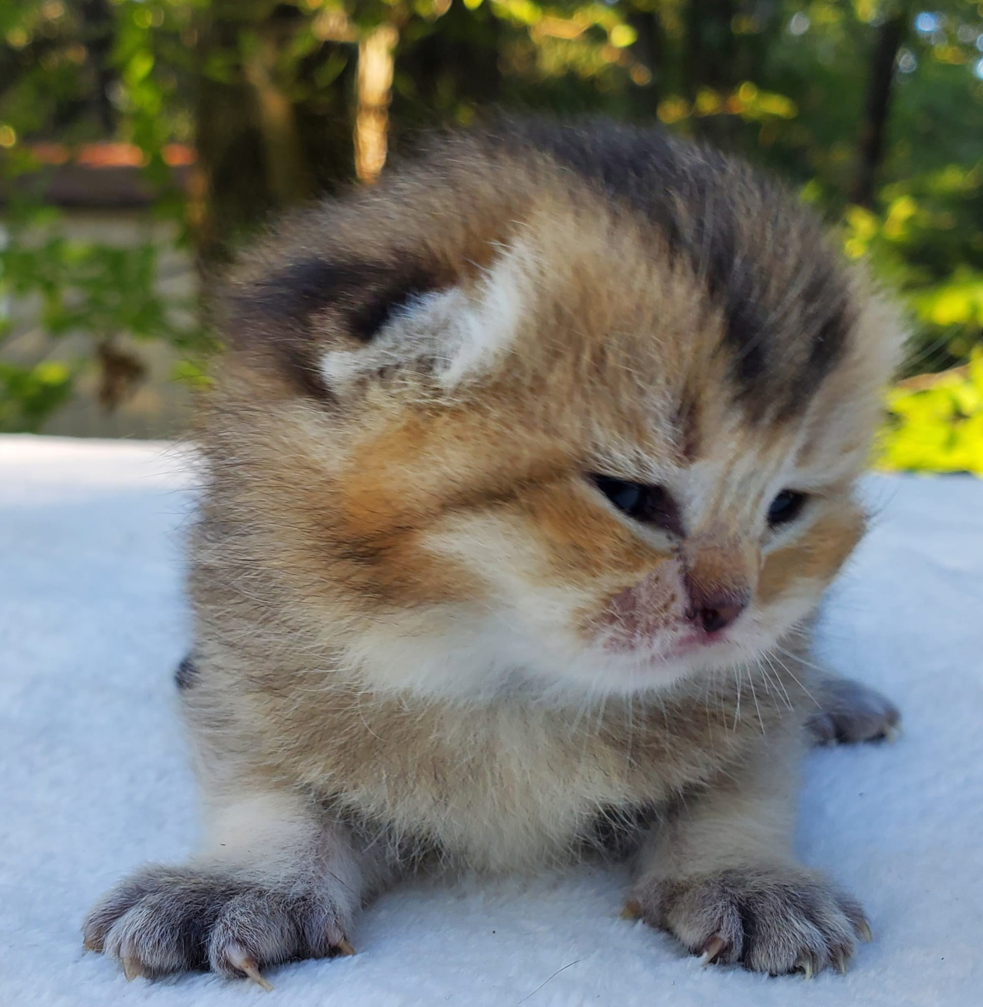 Smokey, DB-08.25.25, female, $1500. British shorhair Cats