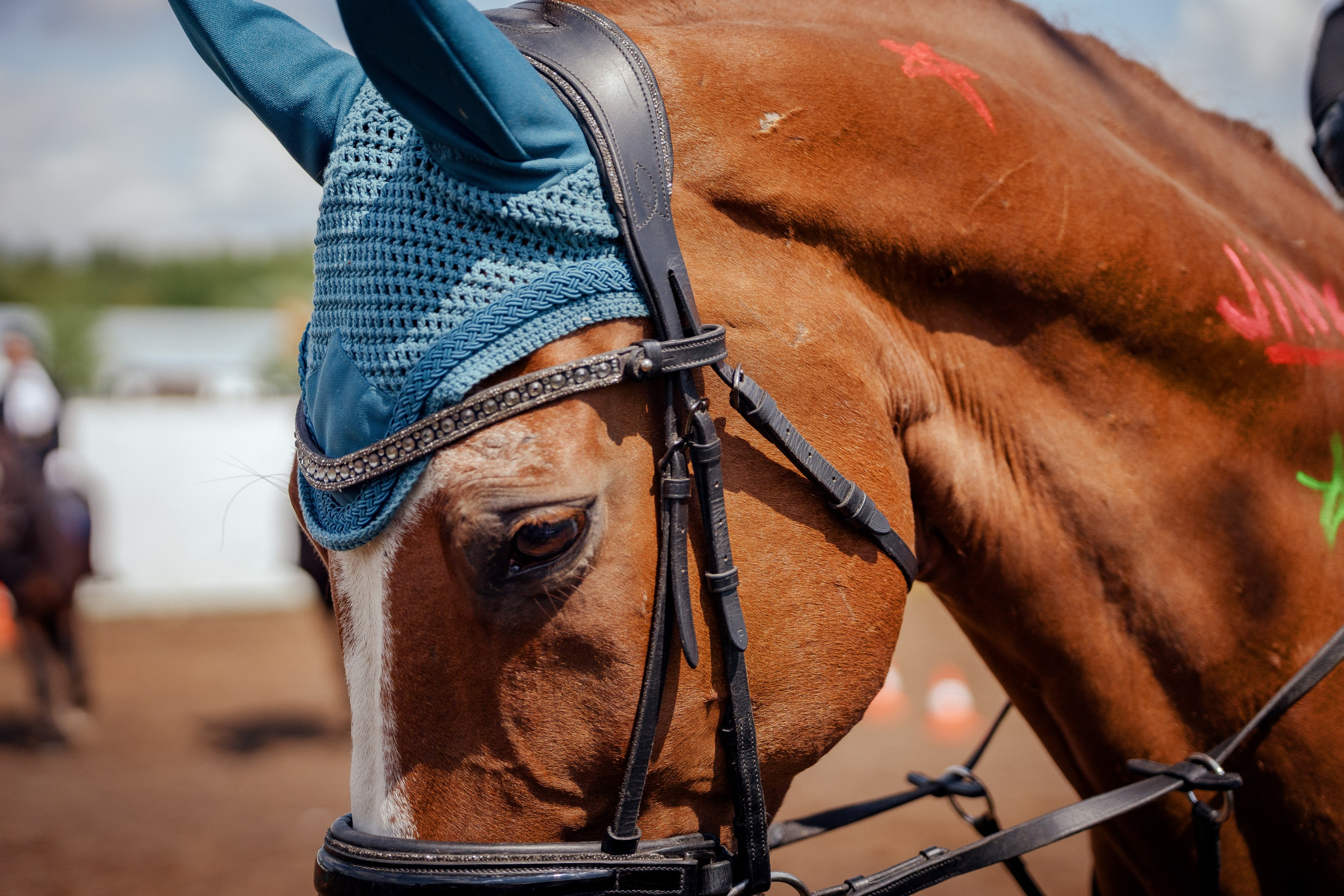 Конный клуб Горки. Портретный и семейный фотограф в Москве/Видное