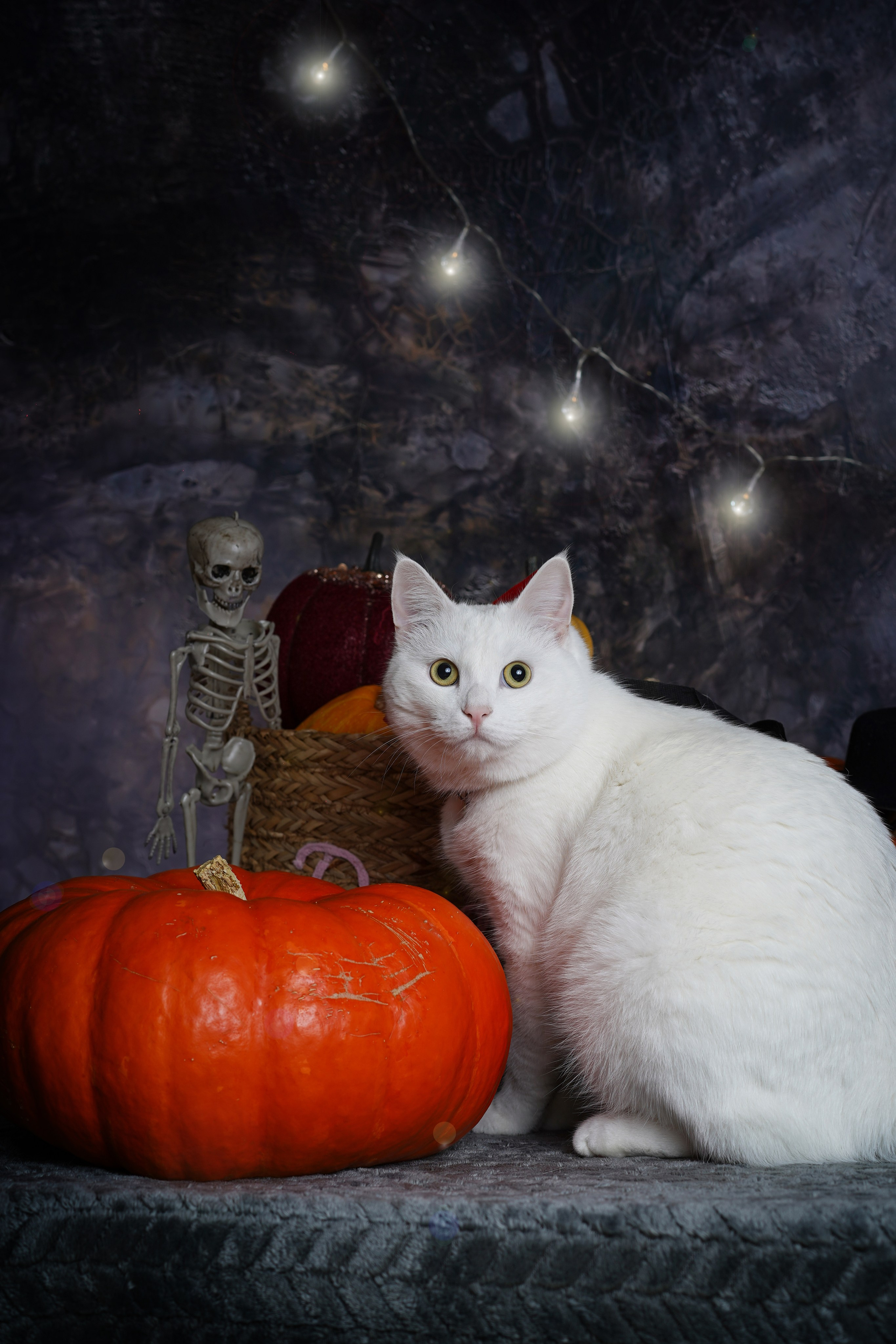 Маффин и Хэллоуин. Фотограф-анималист в Санкт-Петербурге Яна Мартынова