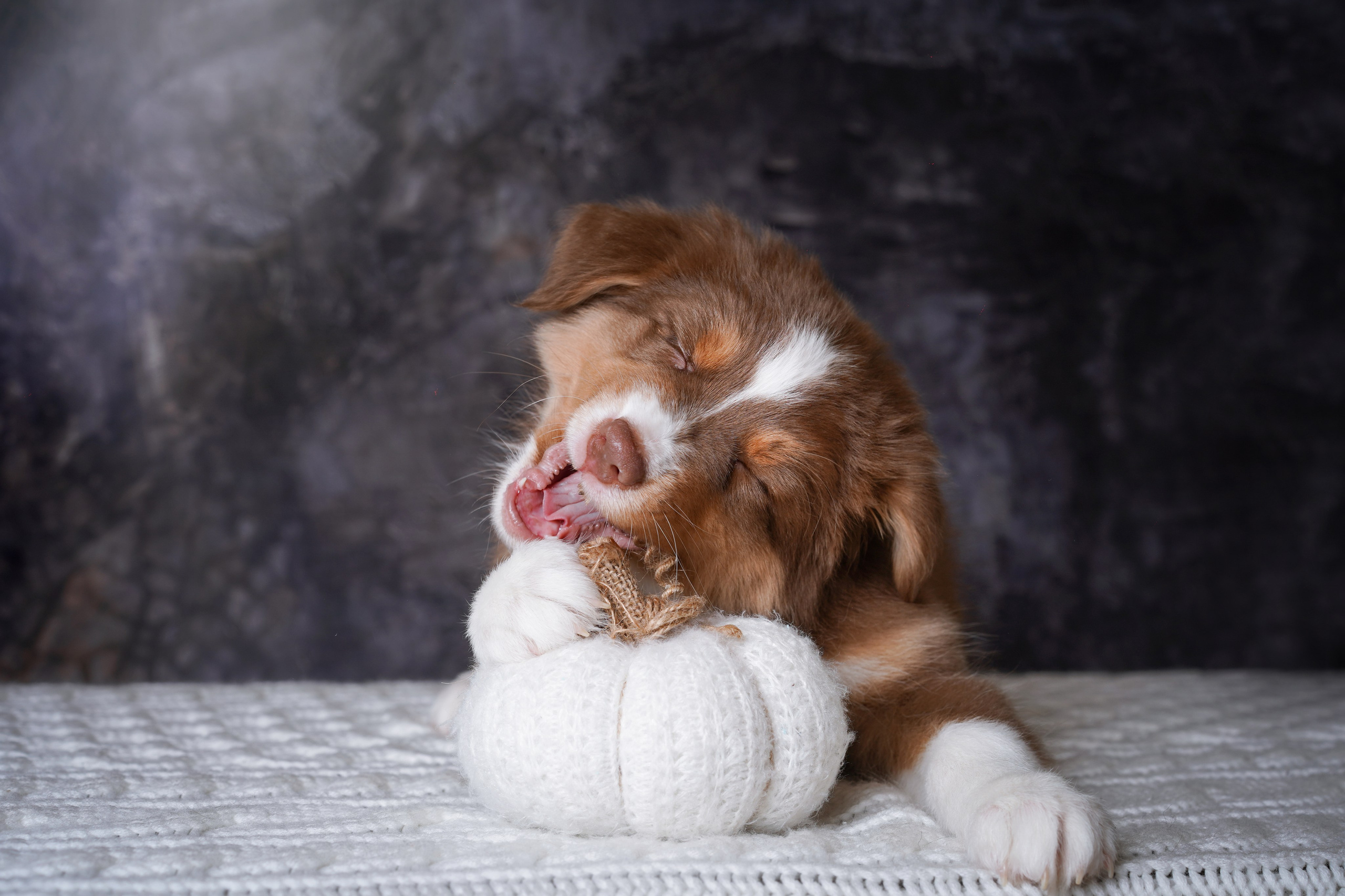 Щенки аусси. Фотограф-анималист в Санкт-Петербурге Яна Мартынова
