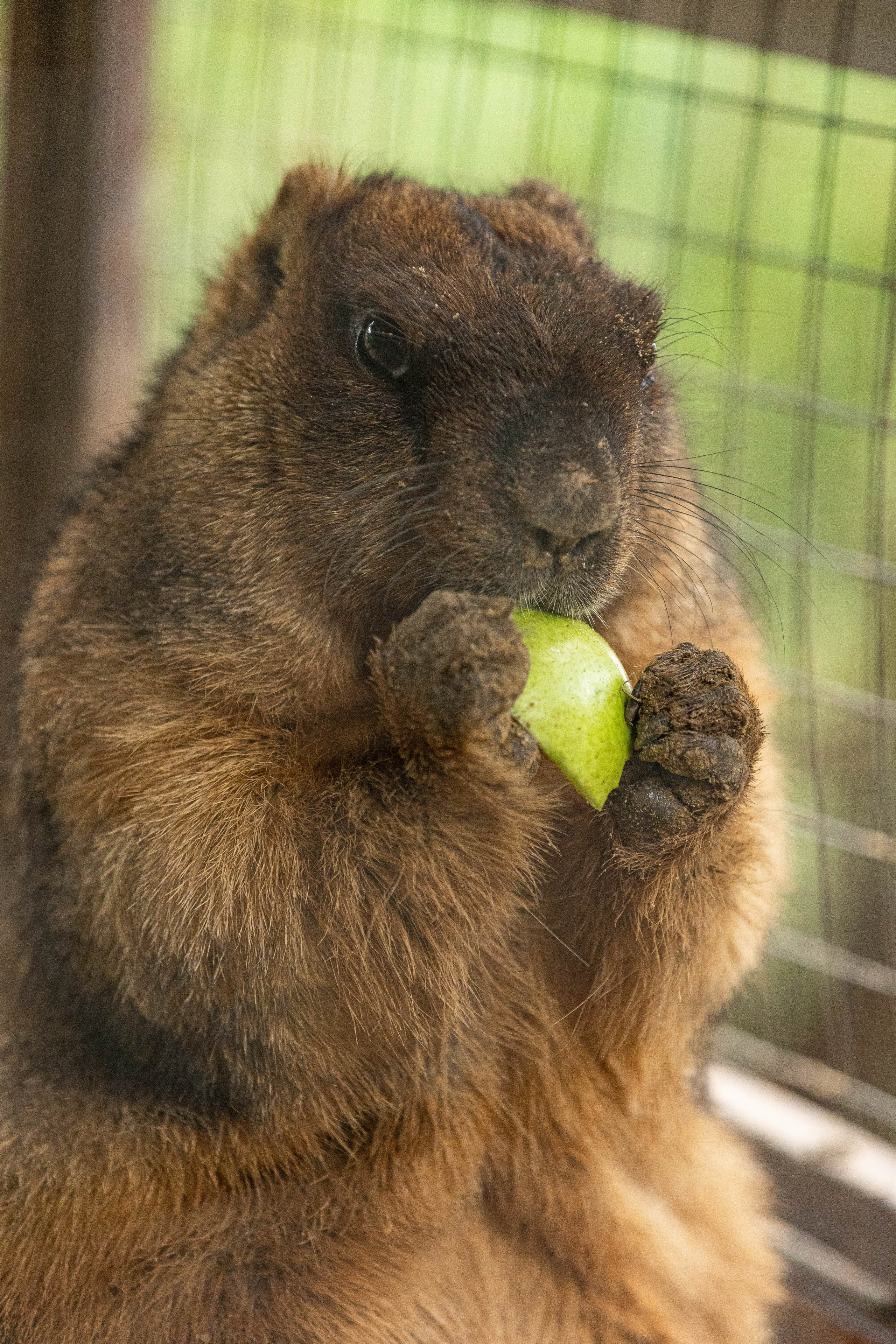 Зоопарк Малинки. Фотограф-АниМалист Анна Абрамова