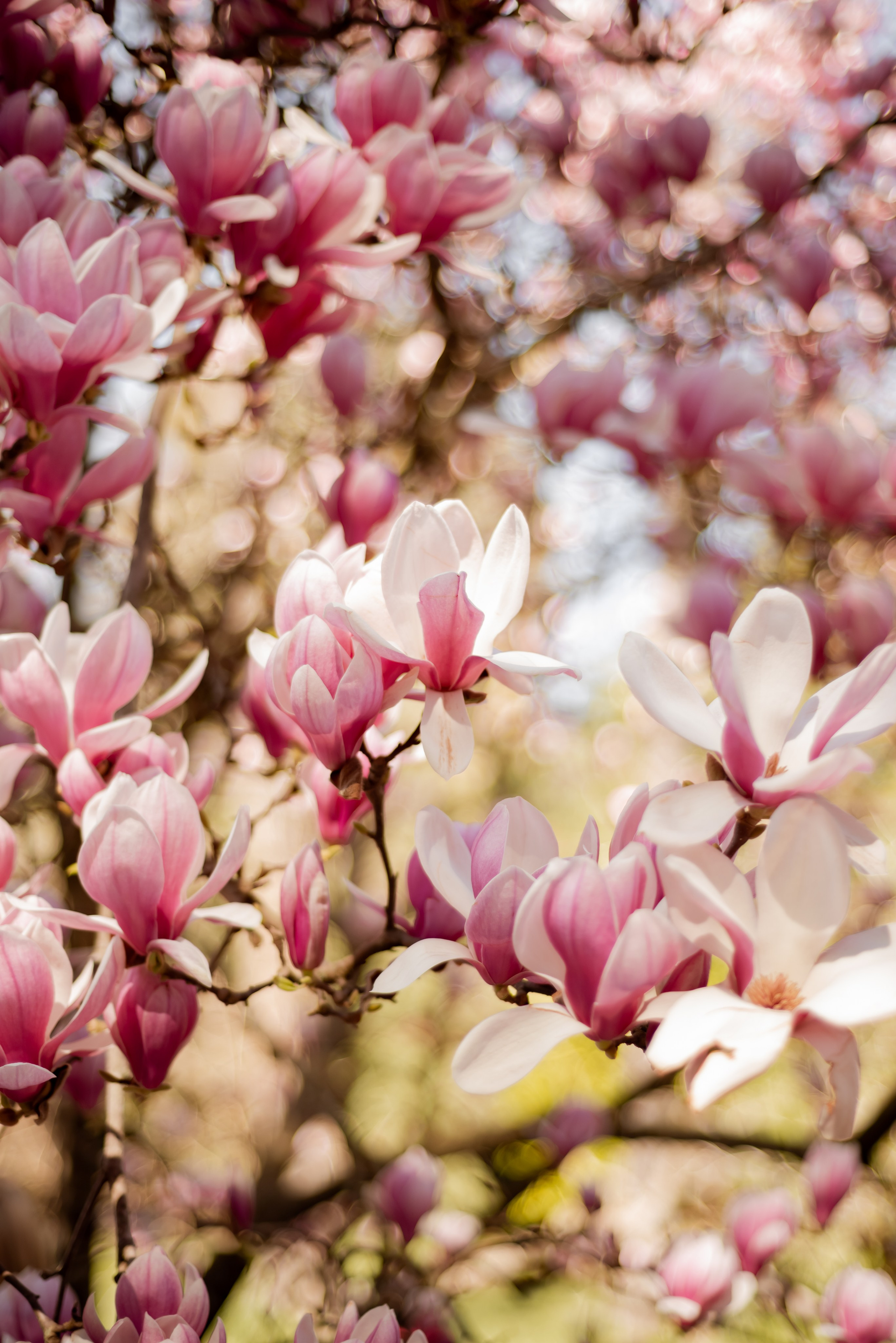 Весенние. Семейный и женский фотограф Лоо Краснодар Сочи Энем Татьяна Трибурт