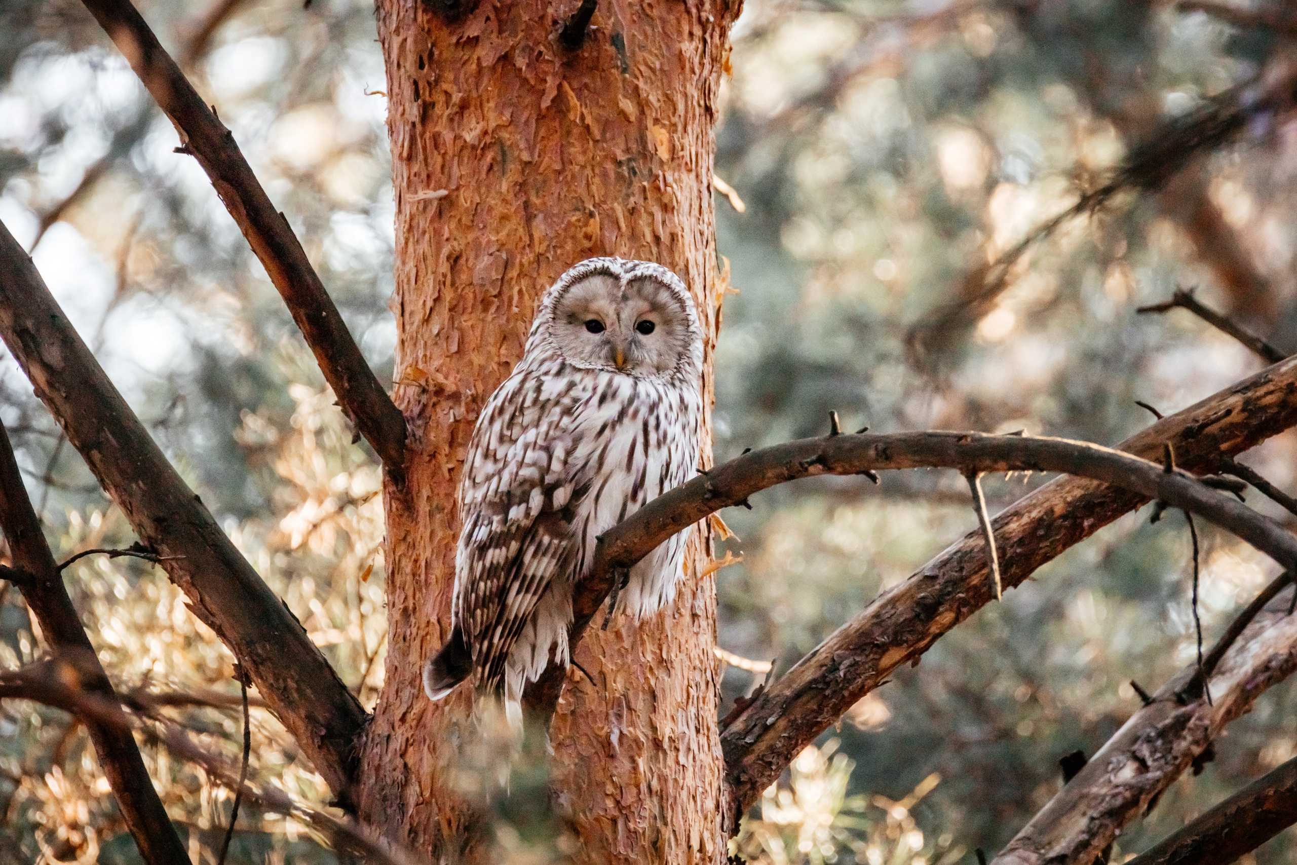Совы. Фотограф в Красноярске Оксана Корчагина