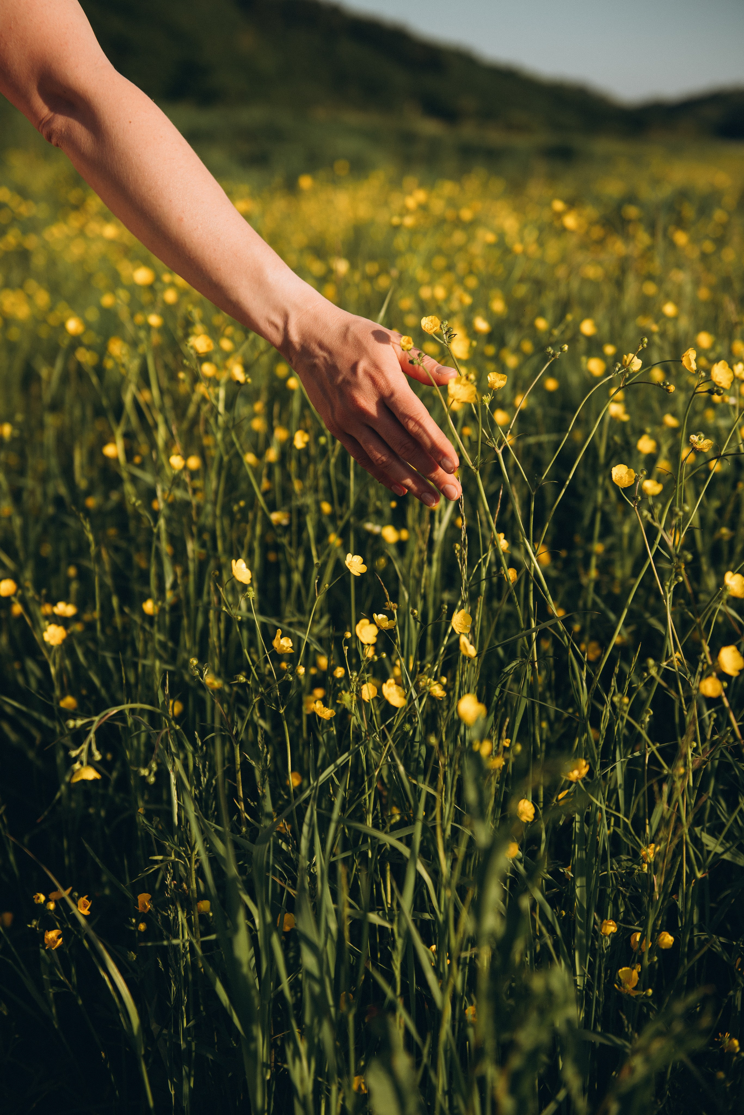 Маша в поле люпинов. Ирина Метелица фотограф на Шикотане