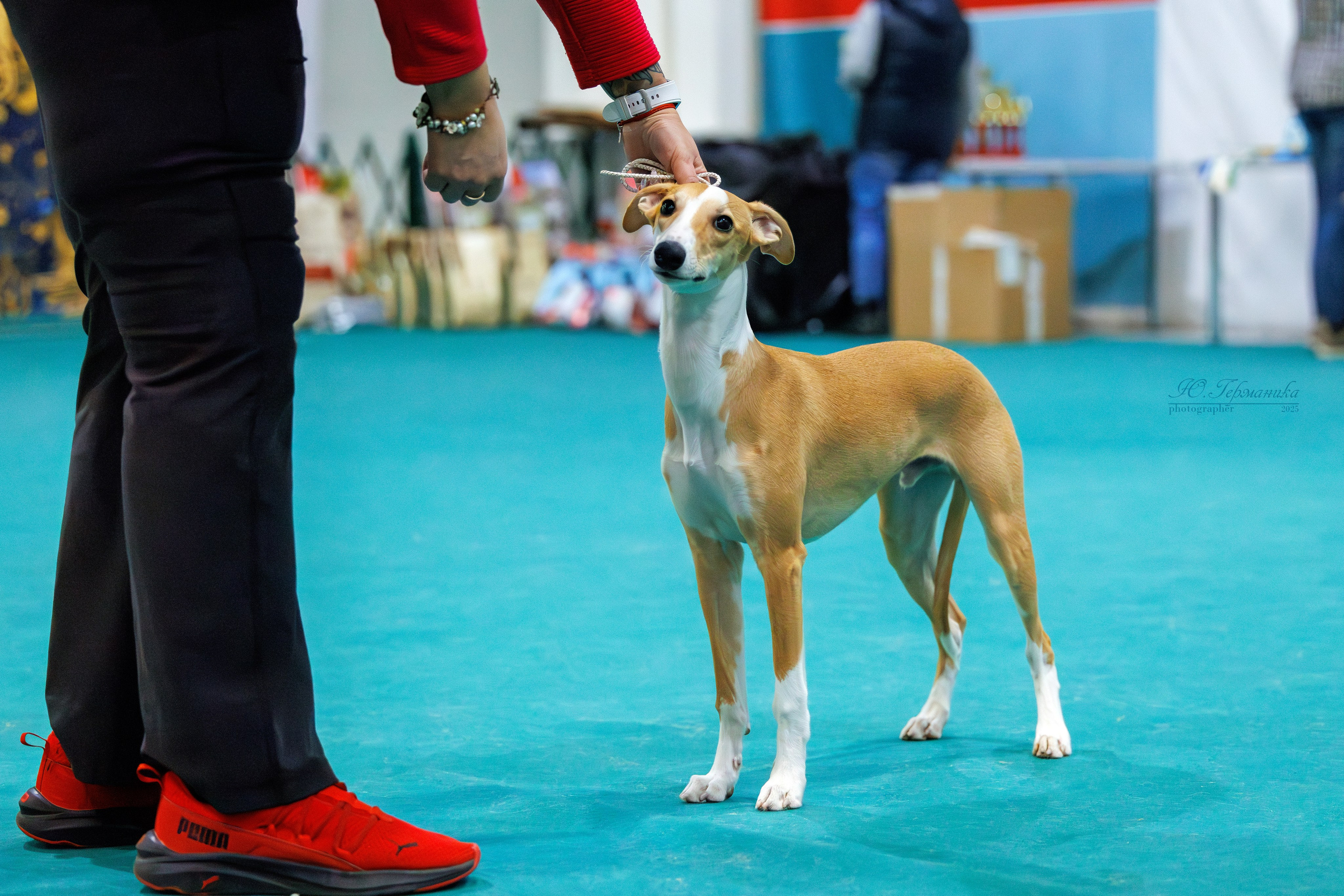 Питер ротвейлеры 18.01,Крокус 19.01.2025. Фотограф-анималист Юлия Германика